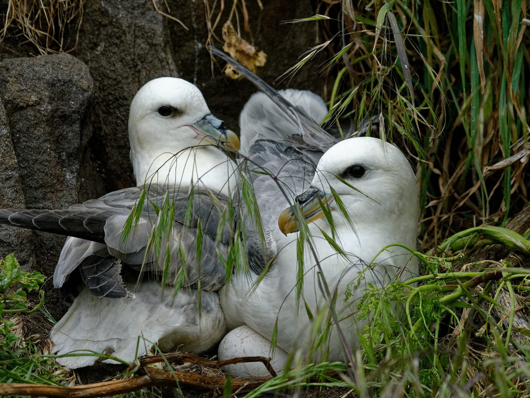 A nesting pair of Fulmars, sitting on their nest with eggs