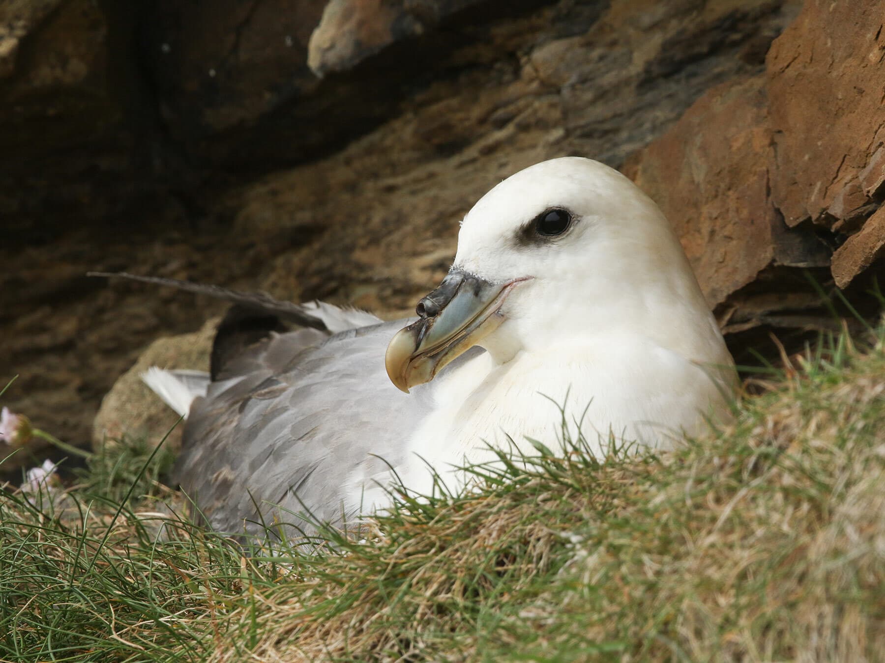 A beautiful Fulmar (Fulmarus glacialis) sitting on the side of a cliff on the Orkney island, Scotland