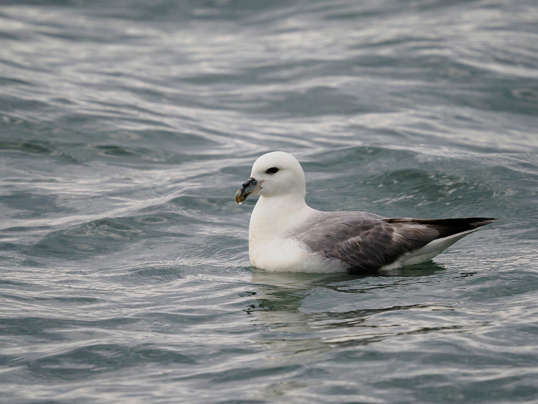 Fulmar swimming on the sea
