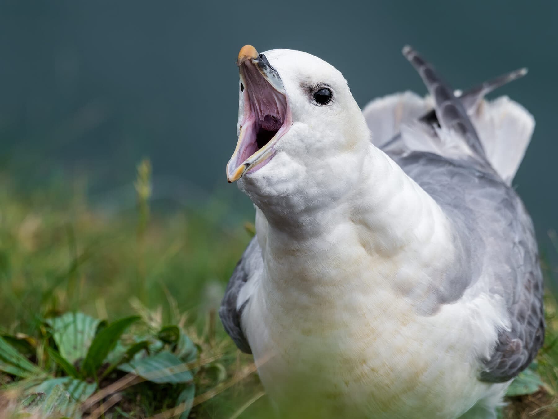 Fulmar calling with a wide open beak
