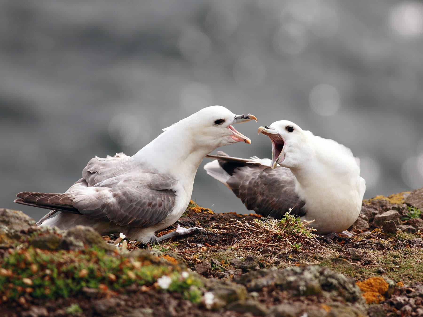 A pair of Fulmars greeting each other on the rocky cliffs of the Isle of May, Scotland