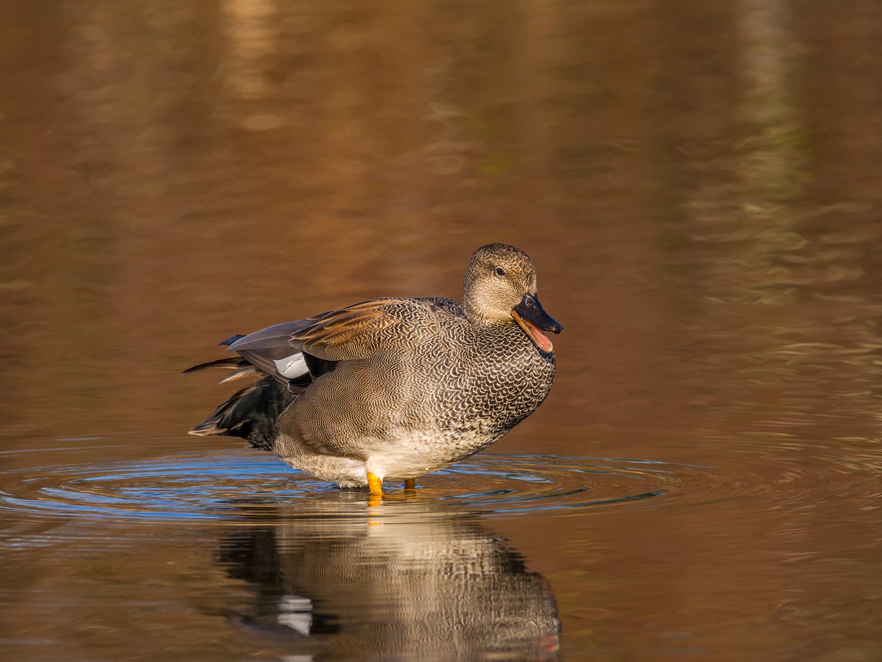 Gadwall calling