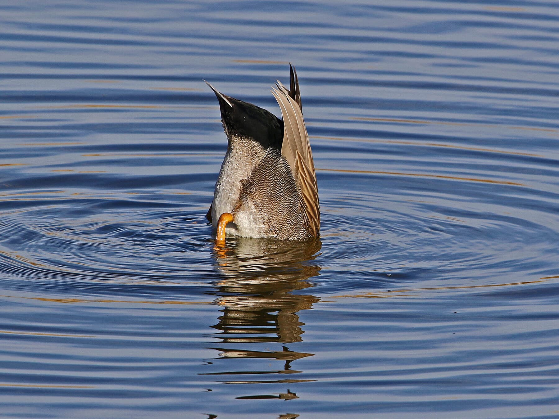 Gadwall diving for food