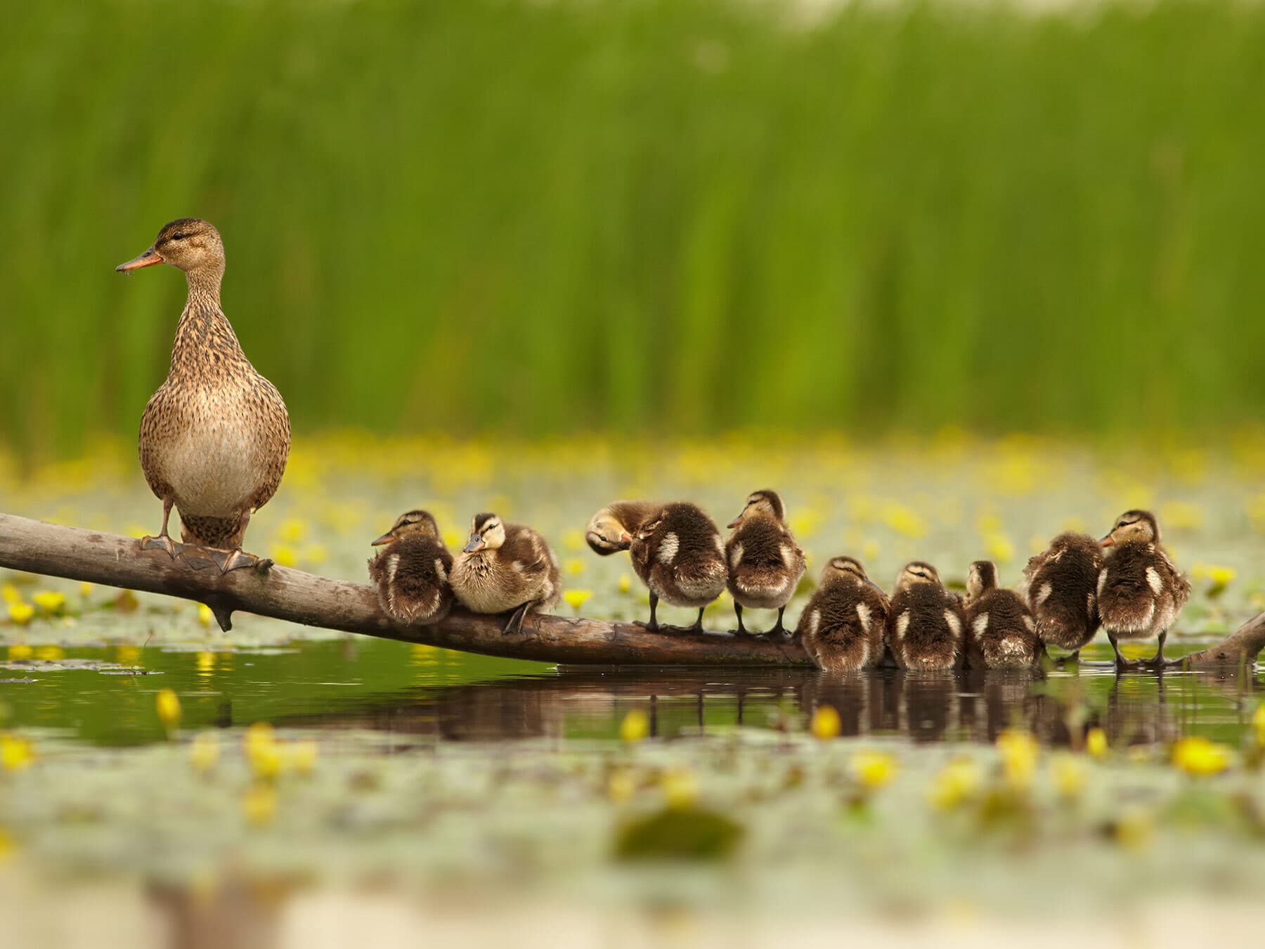 Gadwall ducklings with their mother
