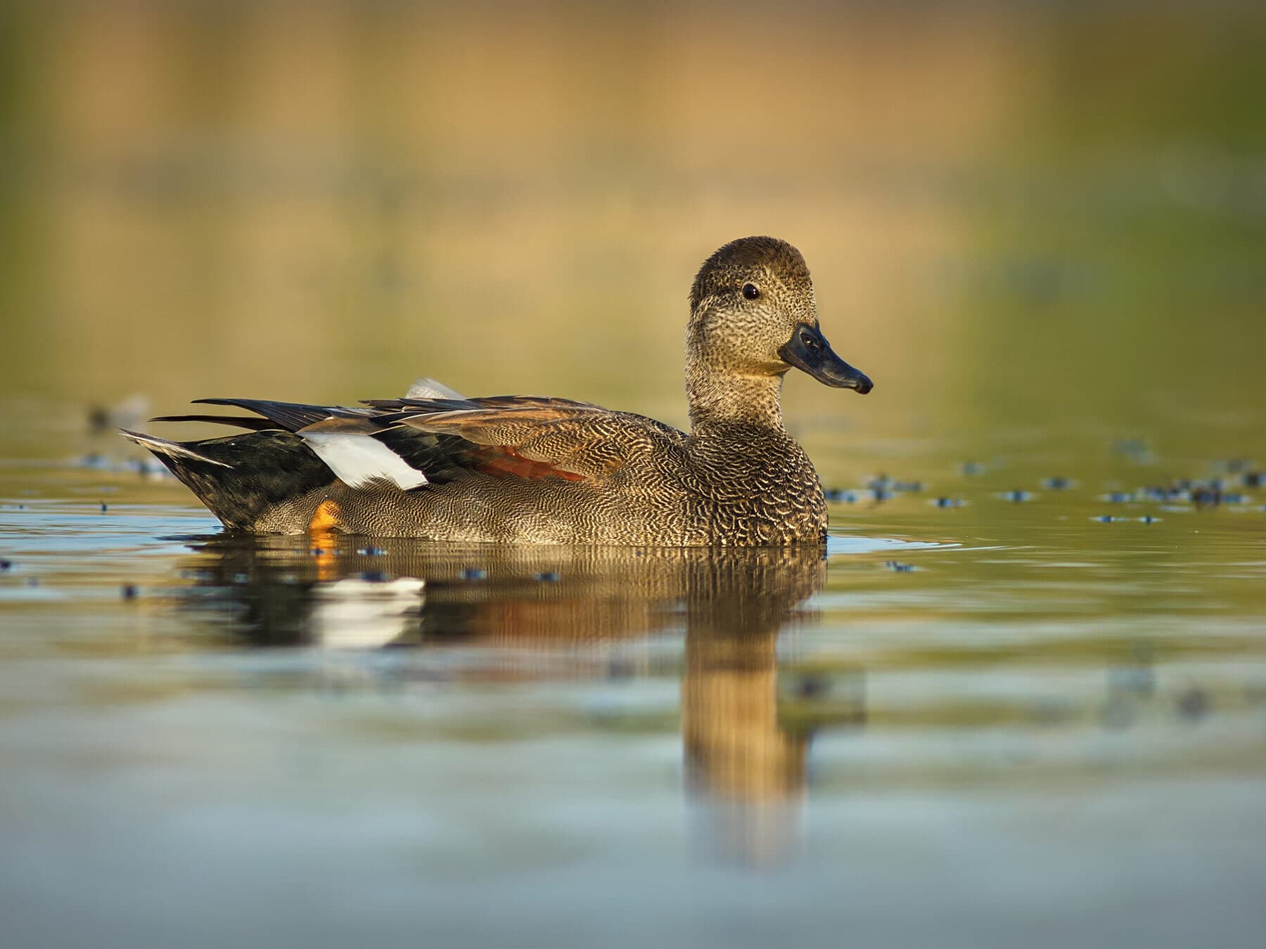 Gadwall swimming in a pond