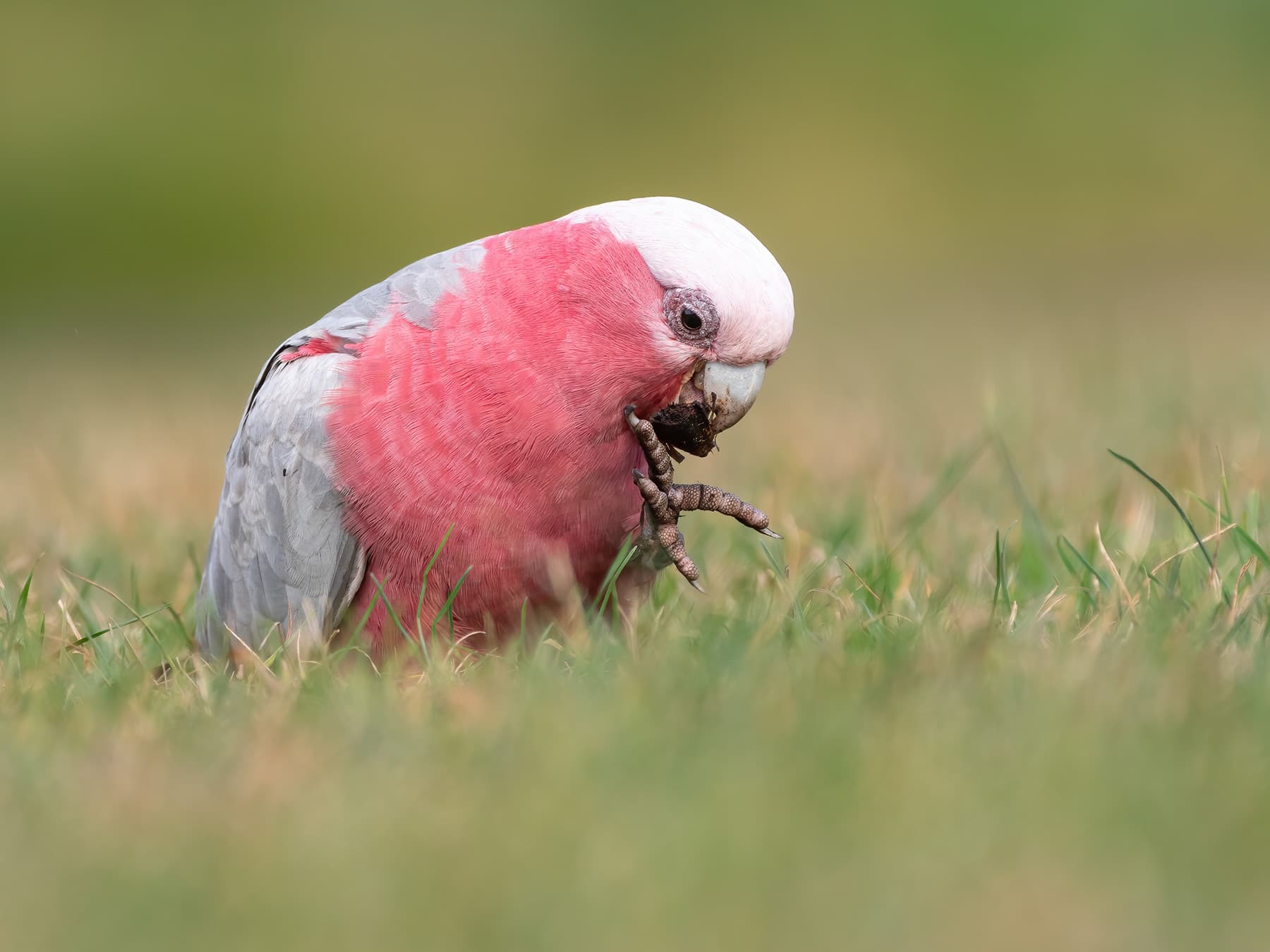 Galah diet