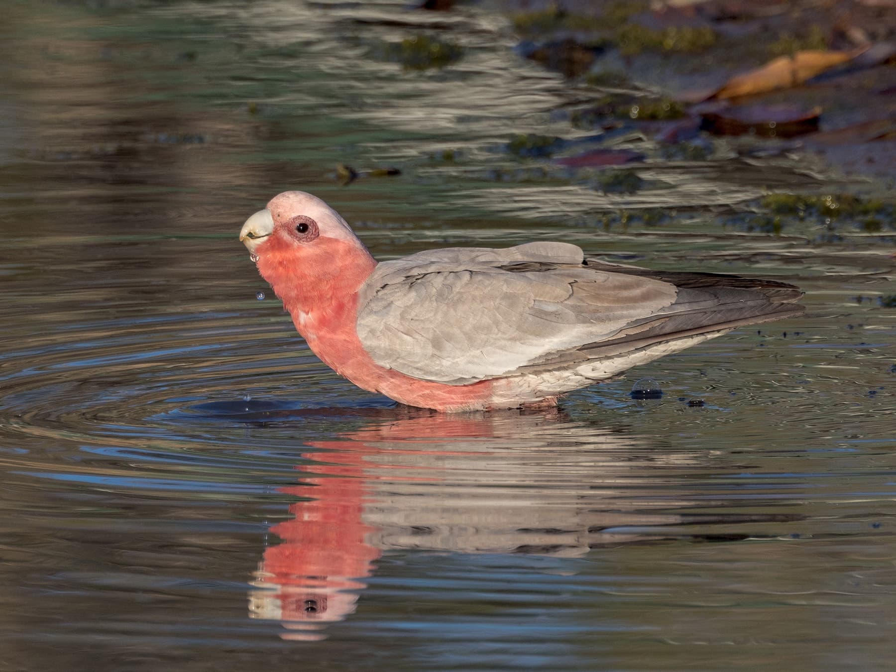 Galah drinking water