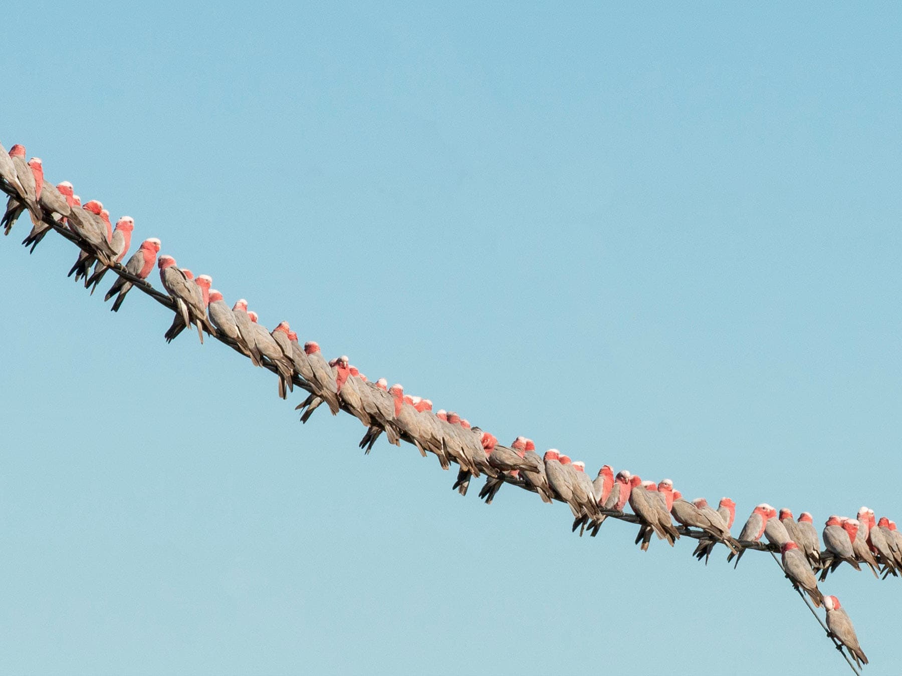 Galah flock in the Australian outback