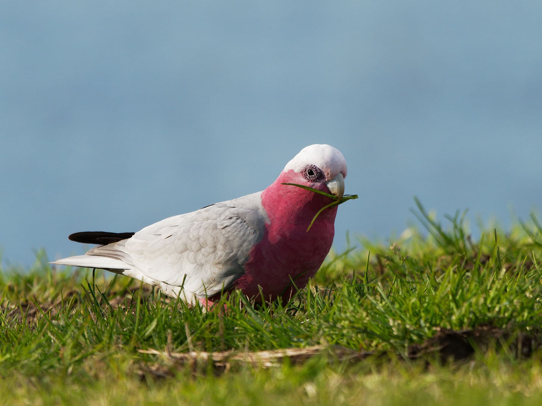 Galah foraging for food