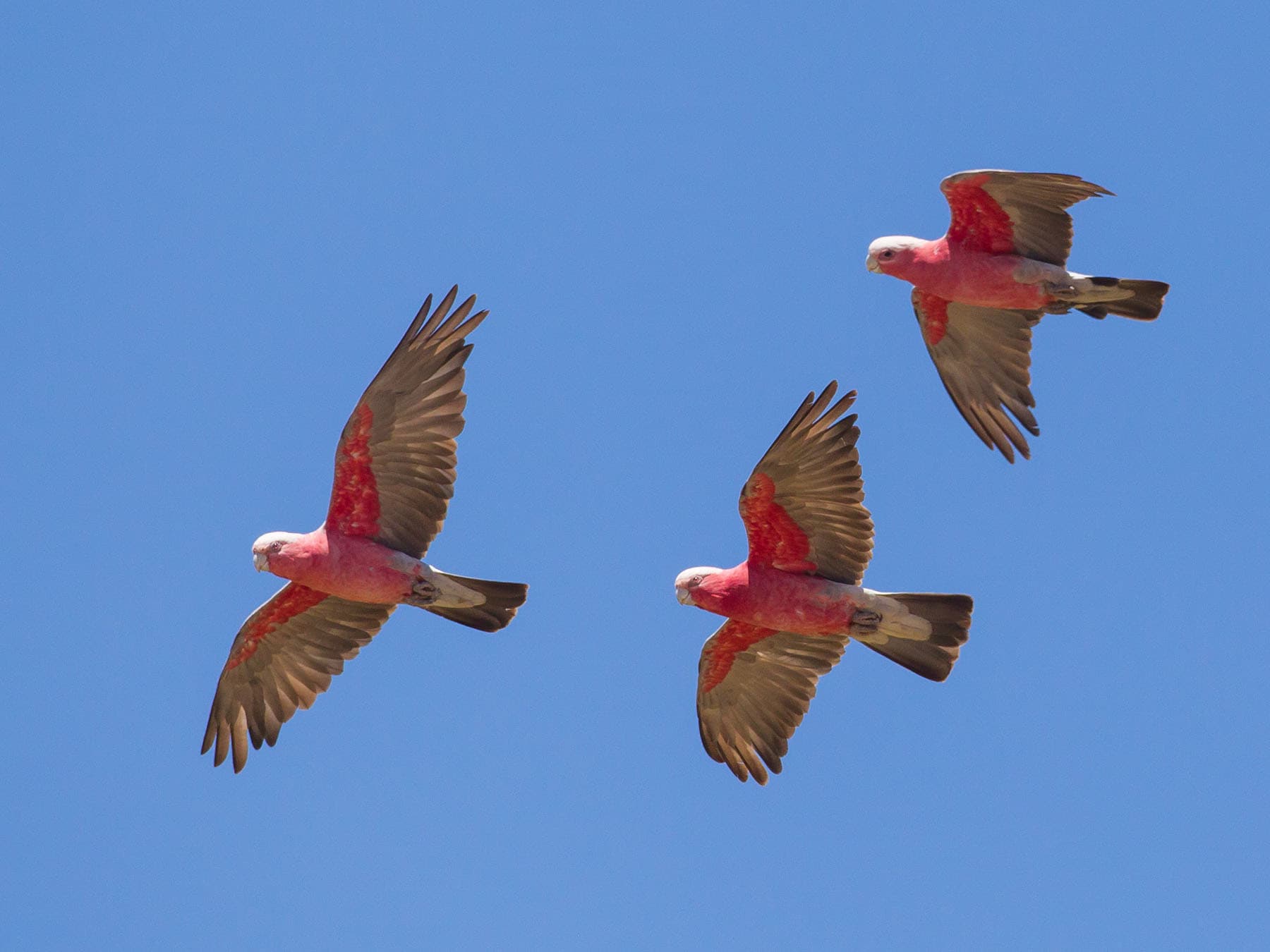Galahs in flight, from below