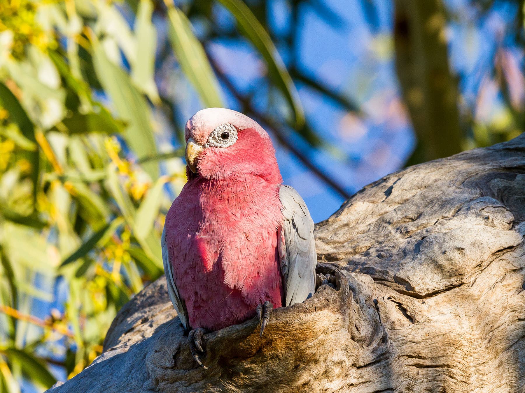 Galah Nesting: A Complete Guide