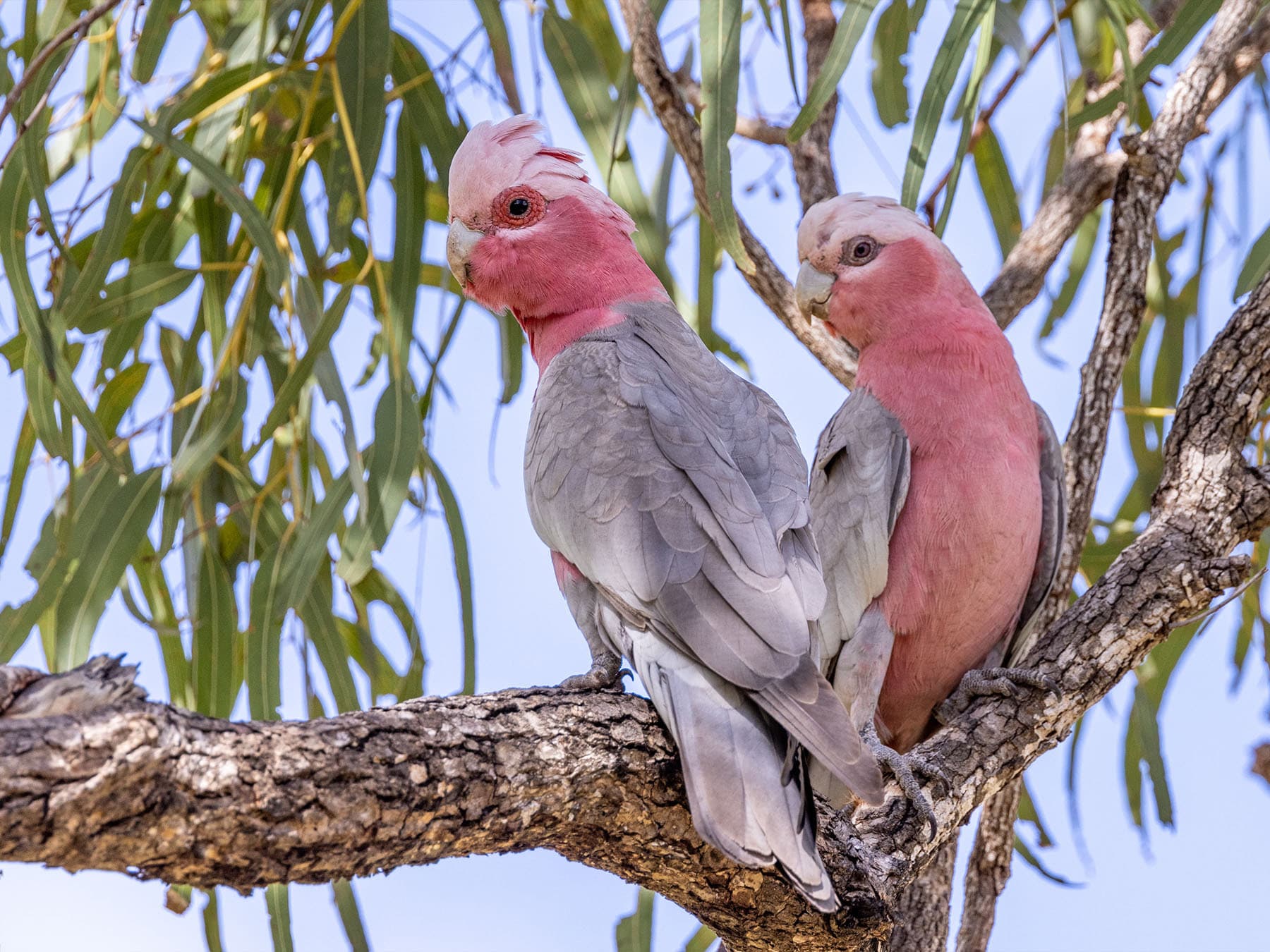Two Galahs perched in a tree