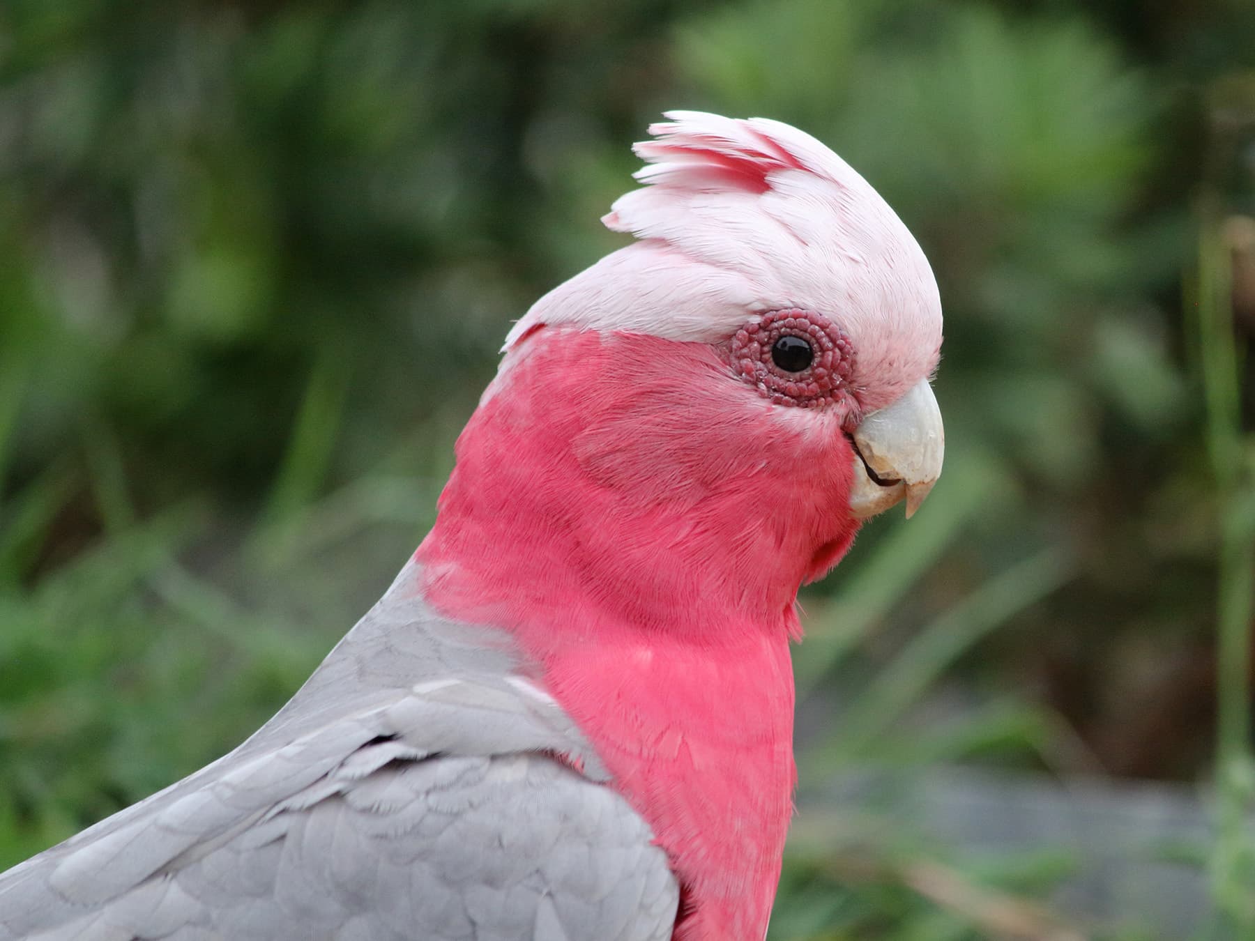 Galah portrait