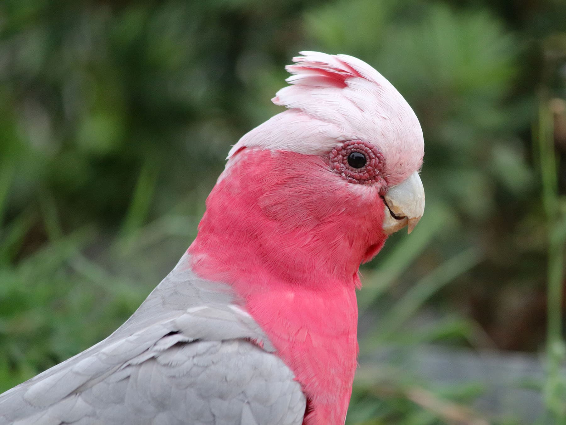 Close up portrait of a Galah