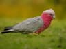 Galah