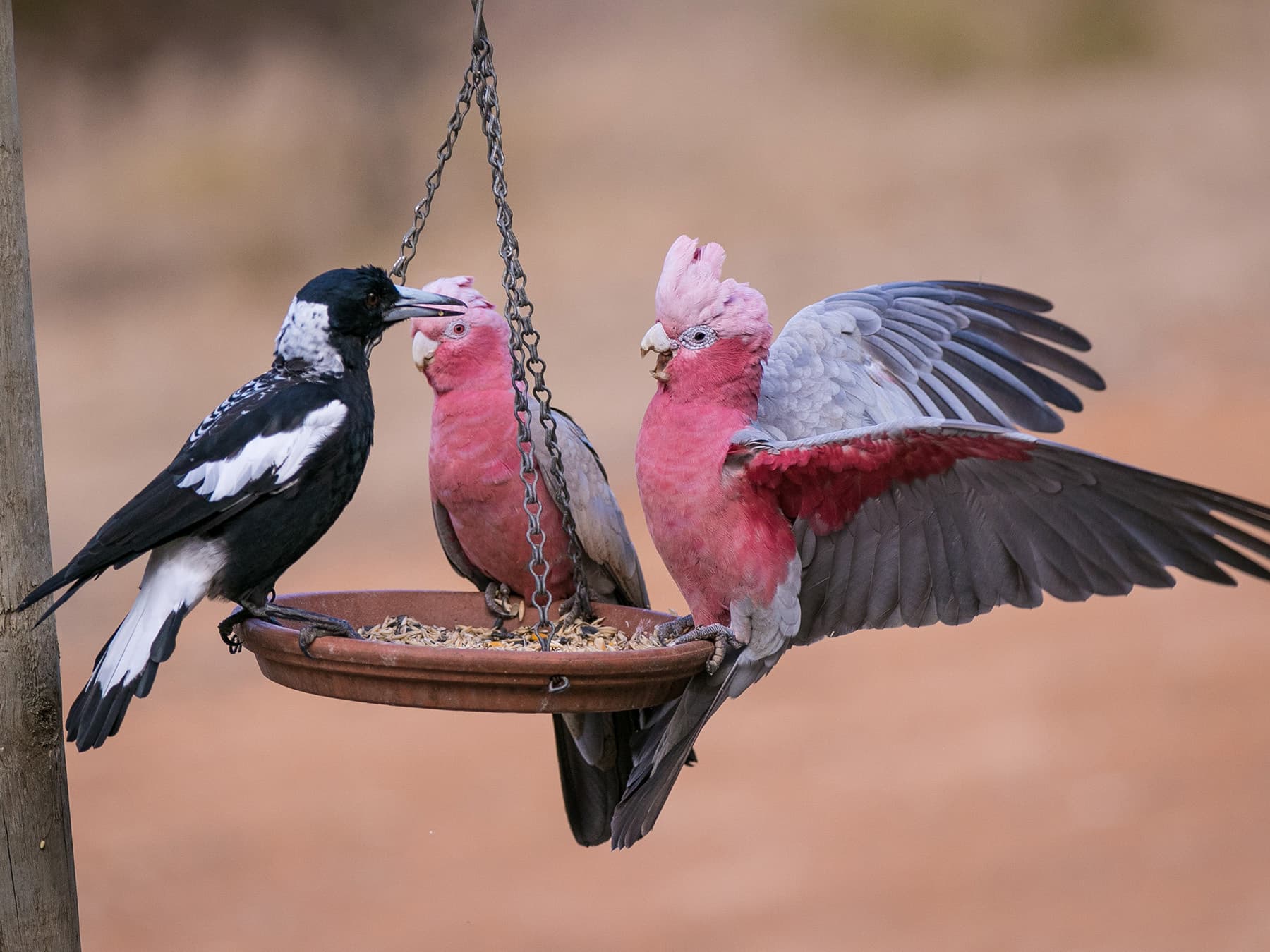 Galahs at feeder