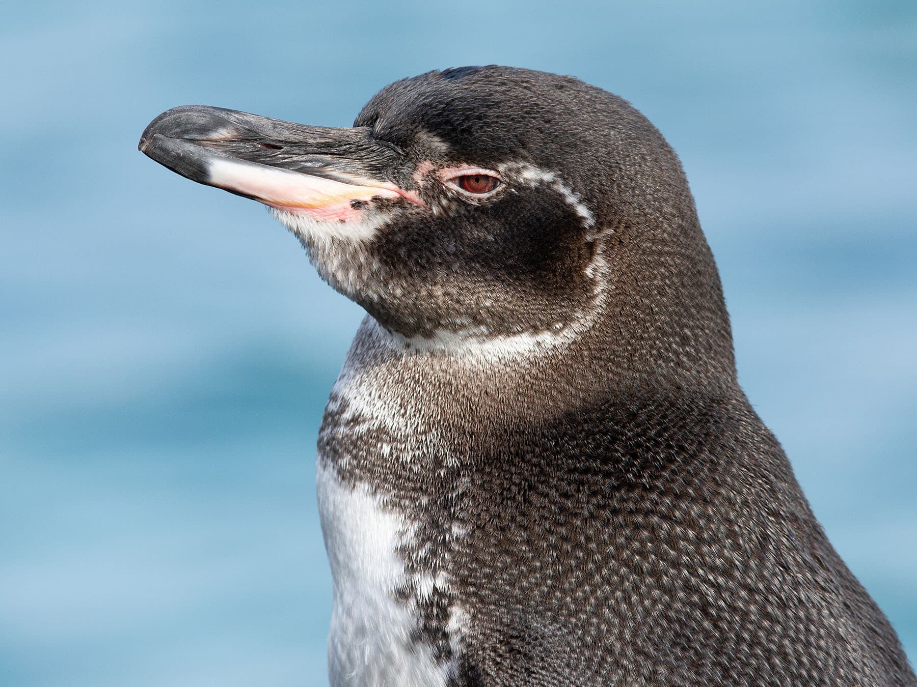 Galápagos Penguin close up