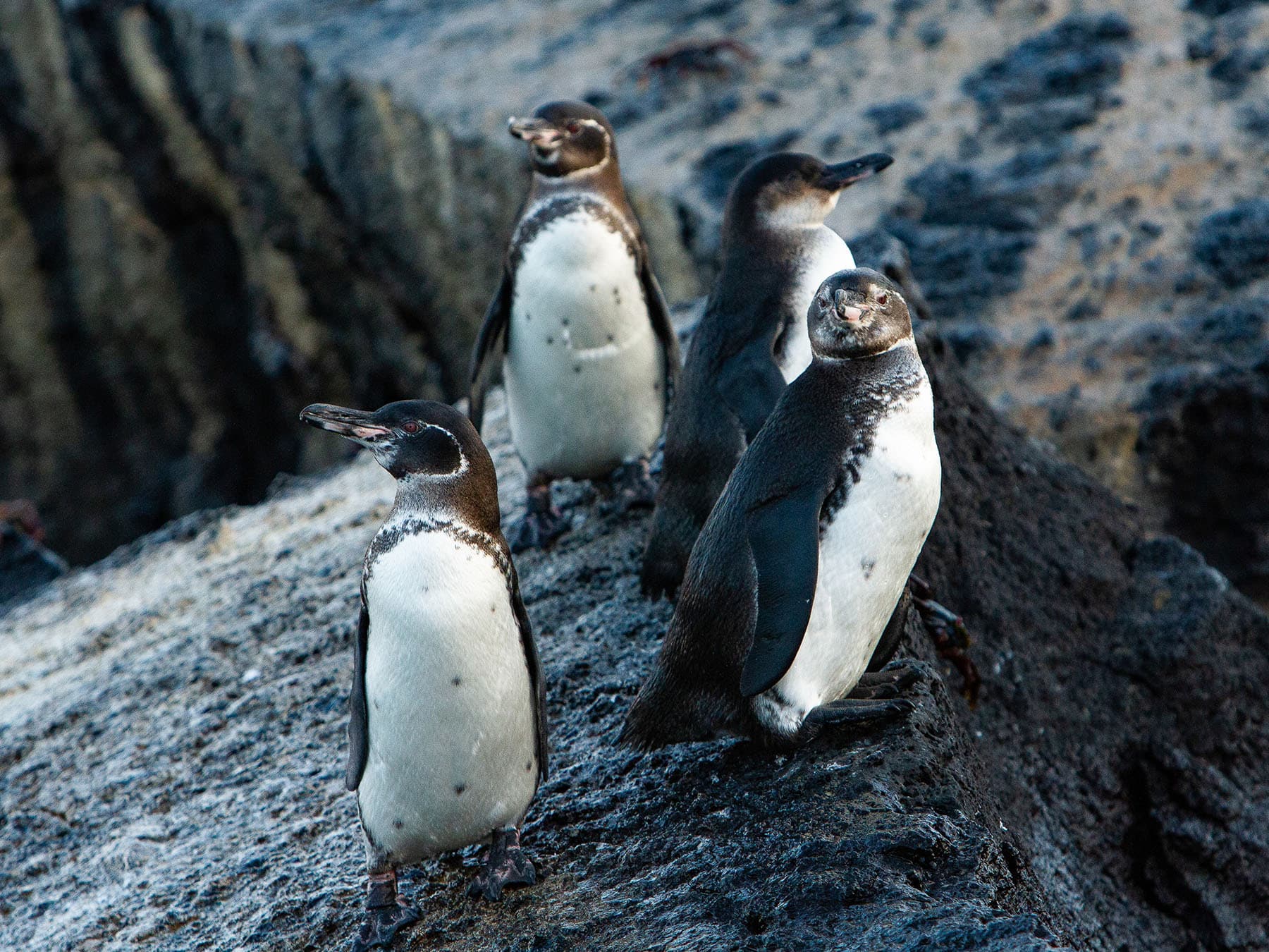A small group of Galápagos Penguins