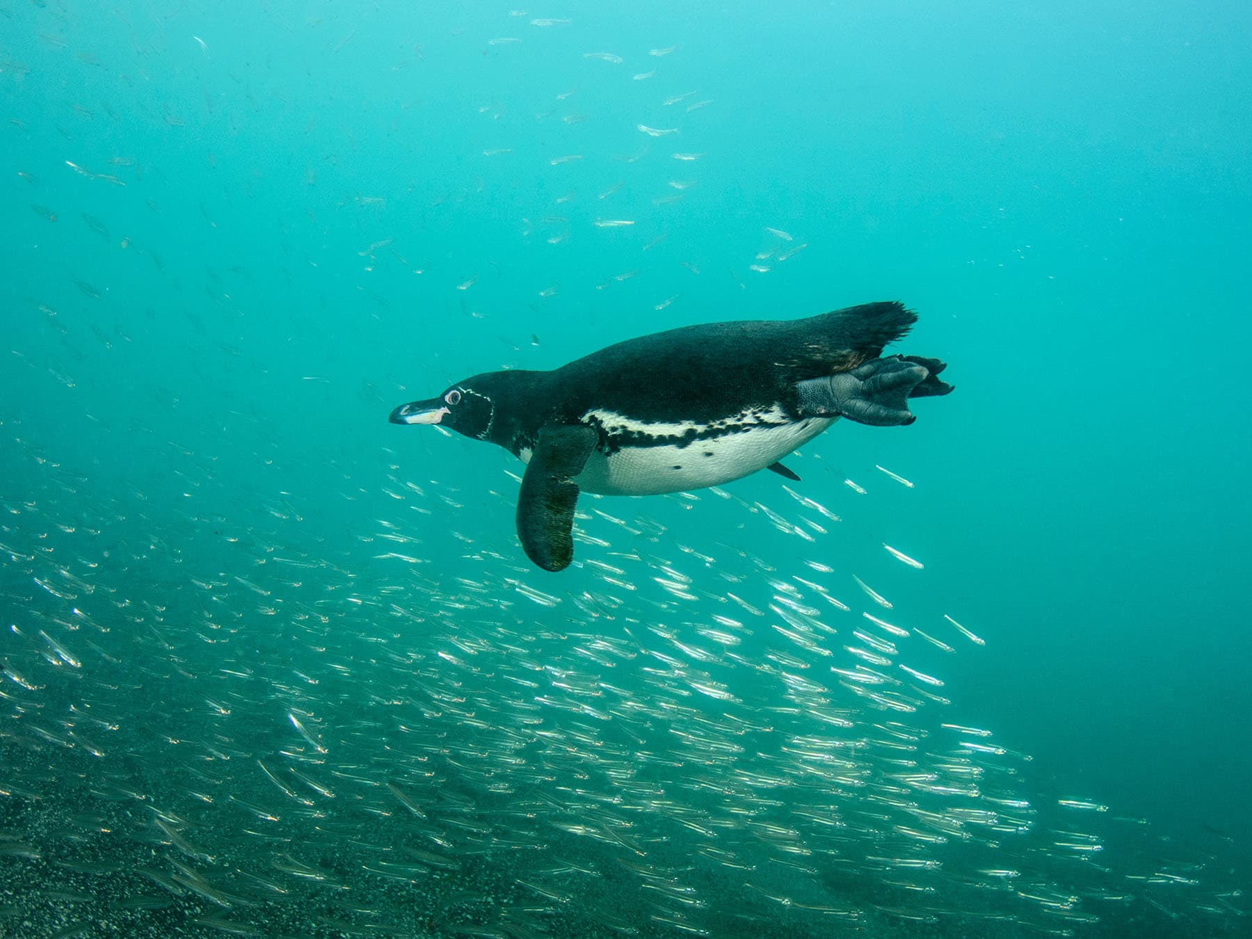 Galápagos Penguin hunting for fish underwater