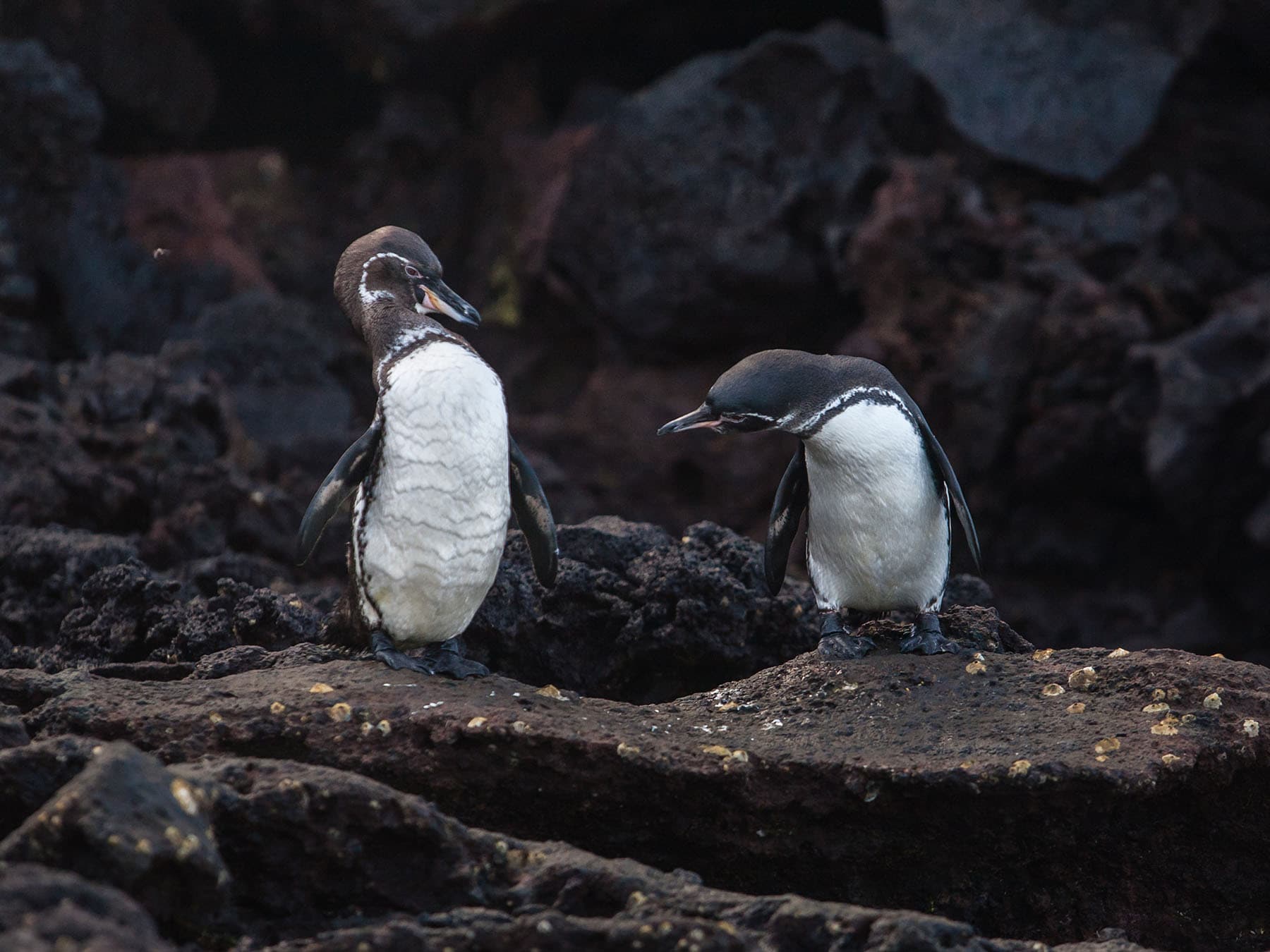 A pair of Galápagos Penguins