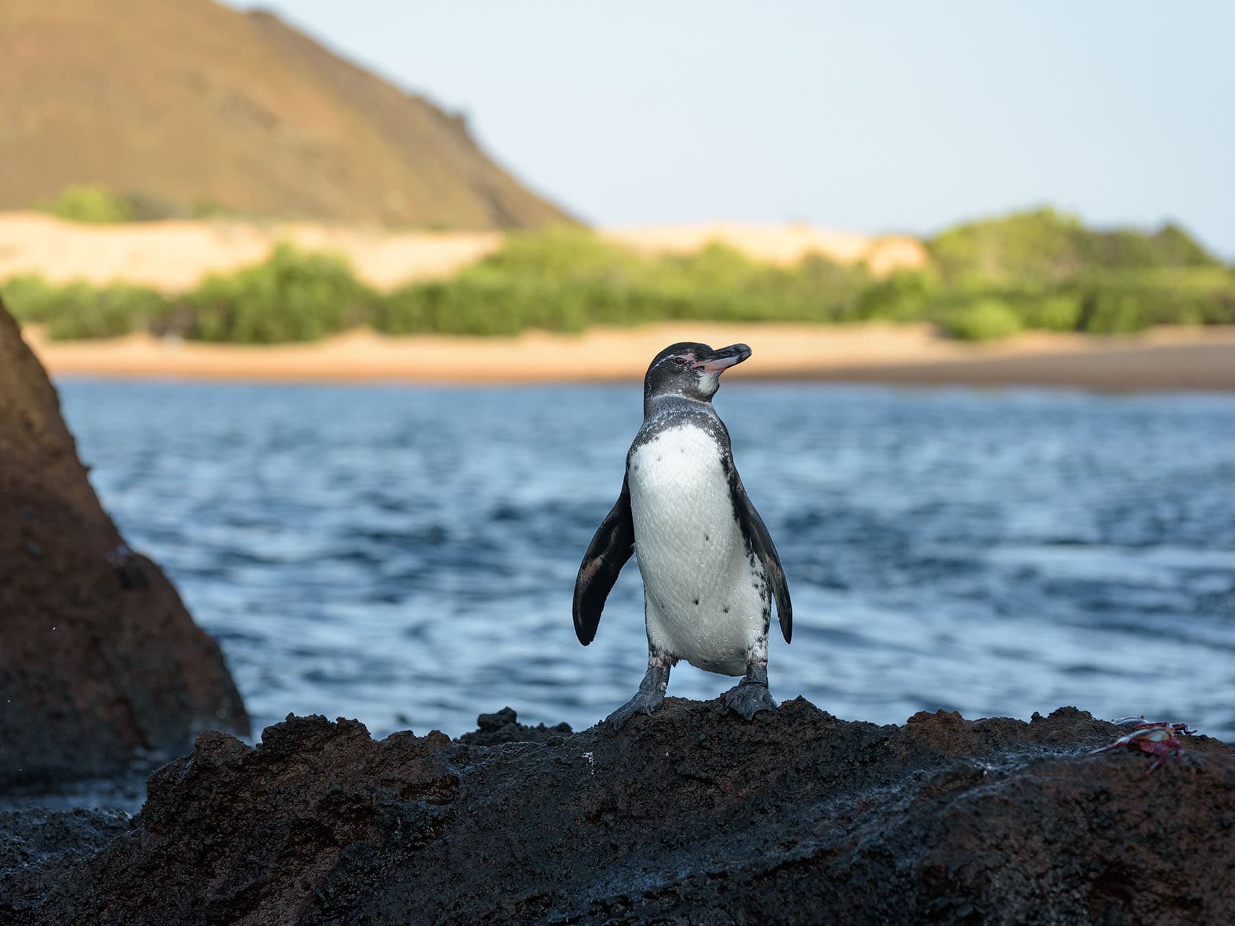 Galápagos Penguin stood on top of a rock, Santiago Island, Galapagos Island, Ecuador, South America