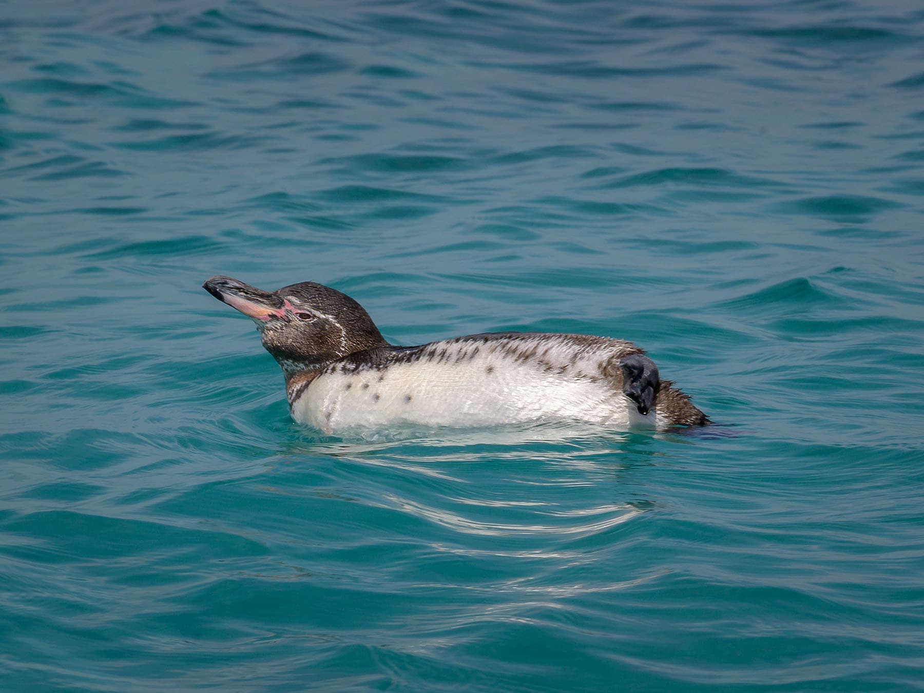 Galápagos Penguin swimming in the sea
