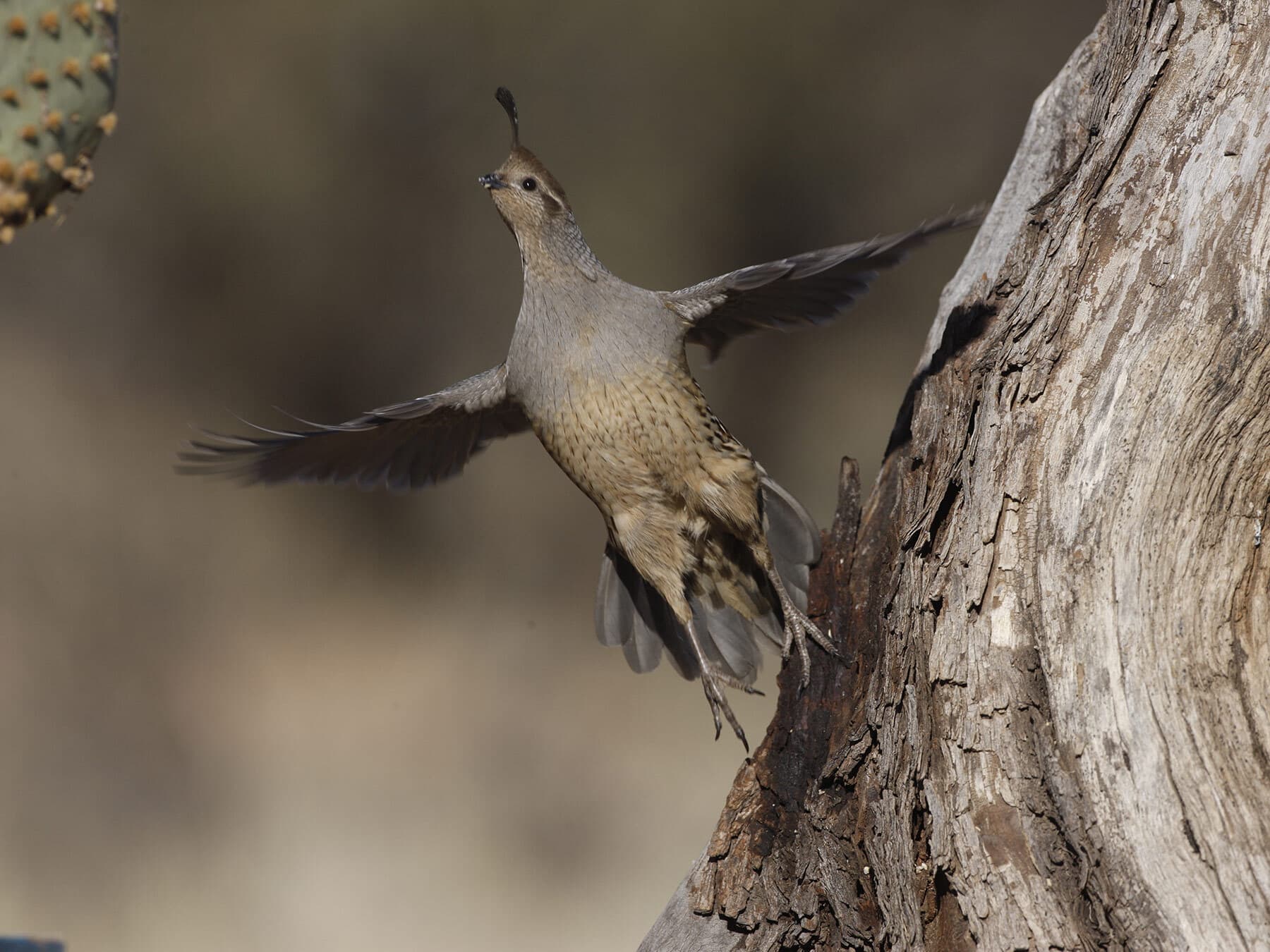 Gambels quail in flight