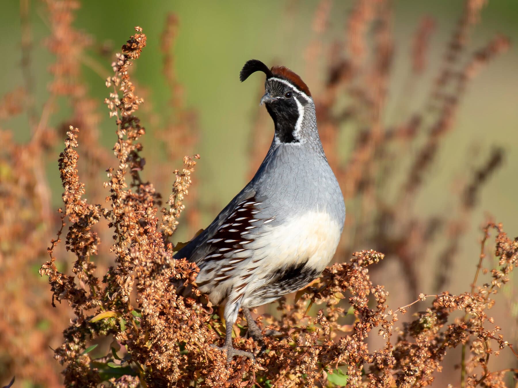 Gambels quail lifespan