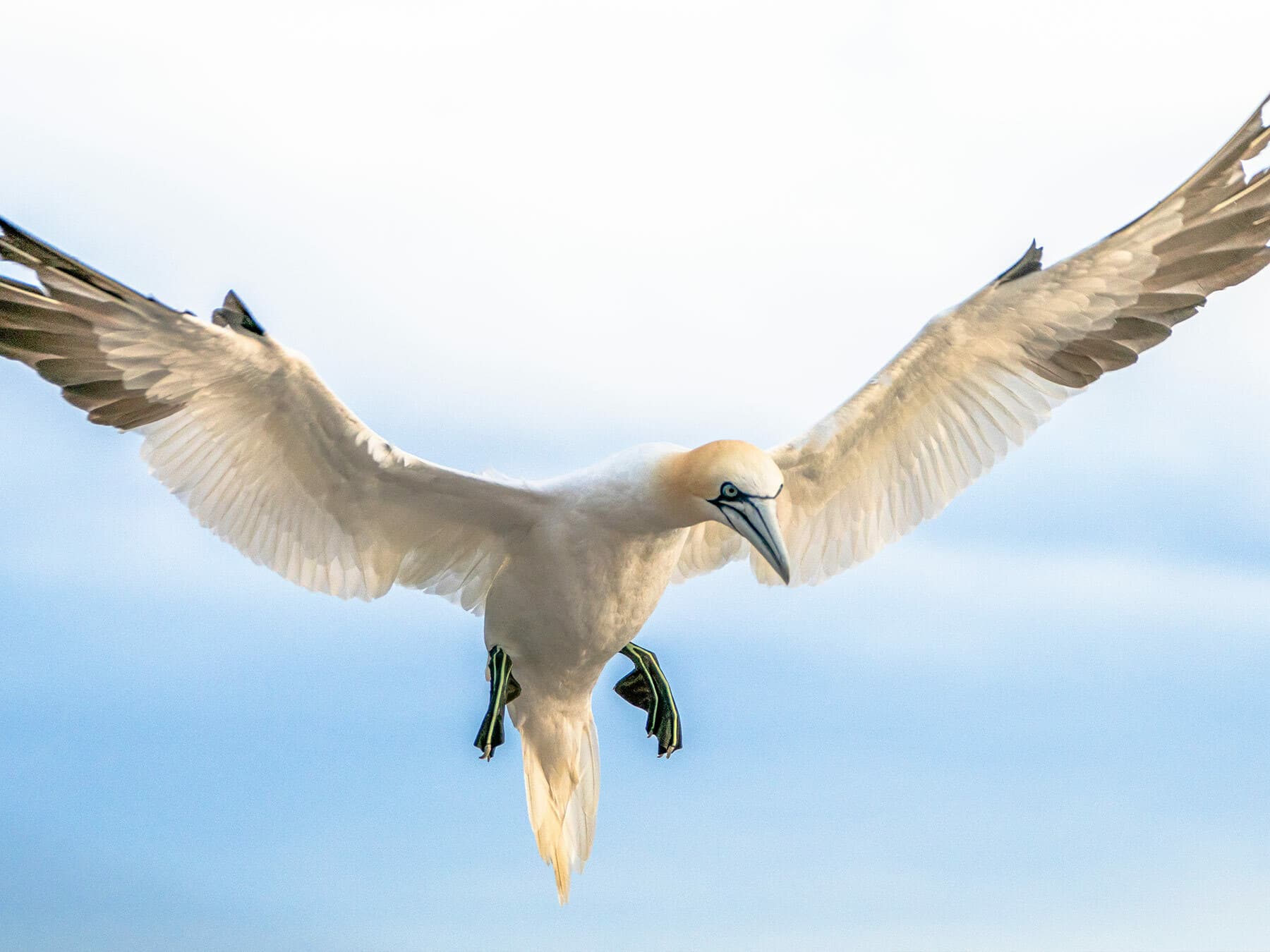 Close up of a Northern Gannet in flight, with spread wings
