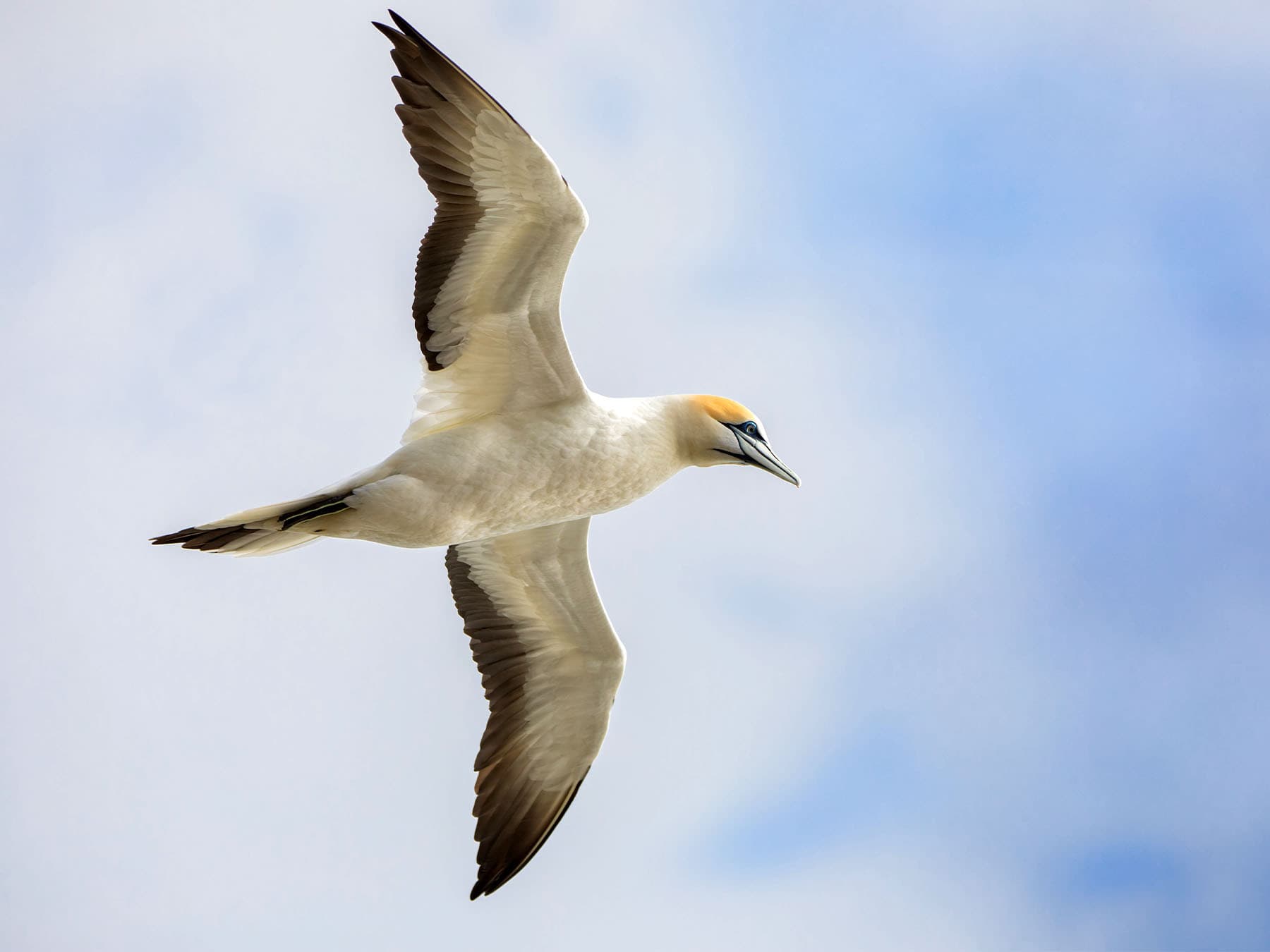 Gannet in flight over the sea