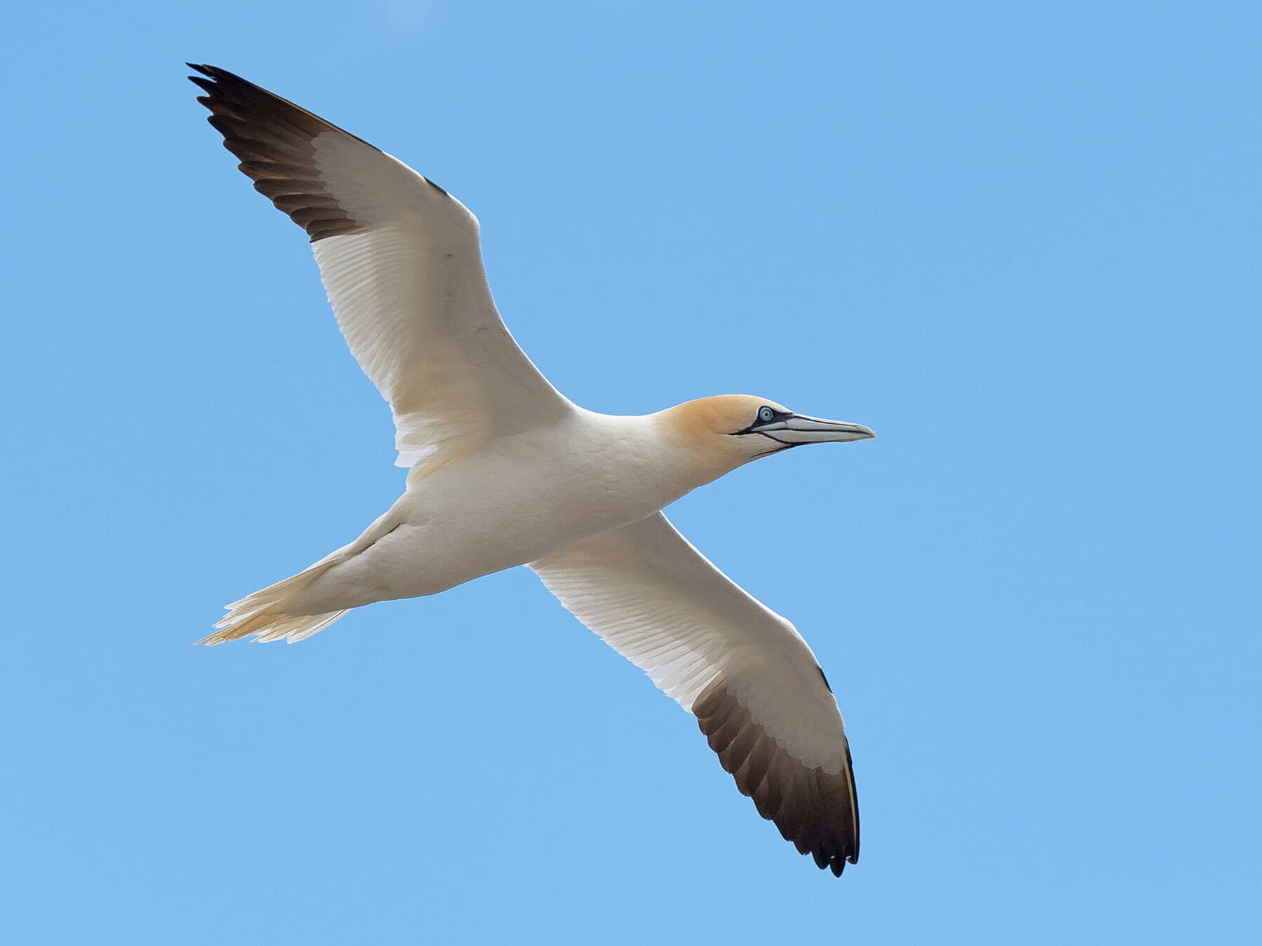 Gannet in flight