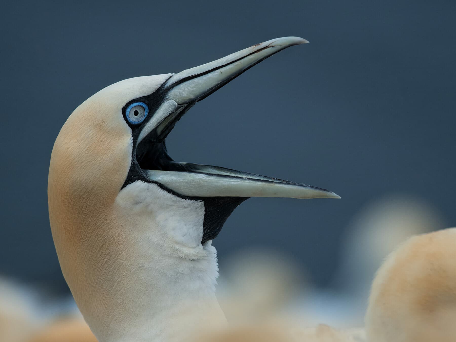 Close up of a Gannet calling
