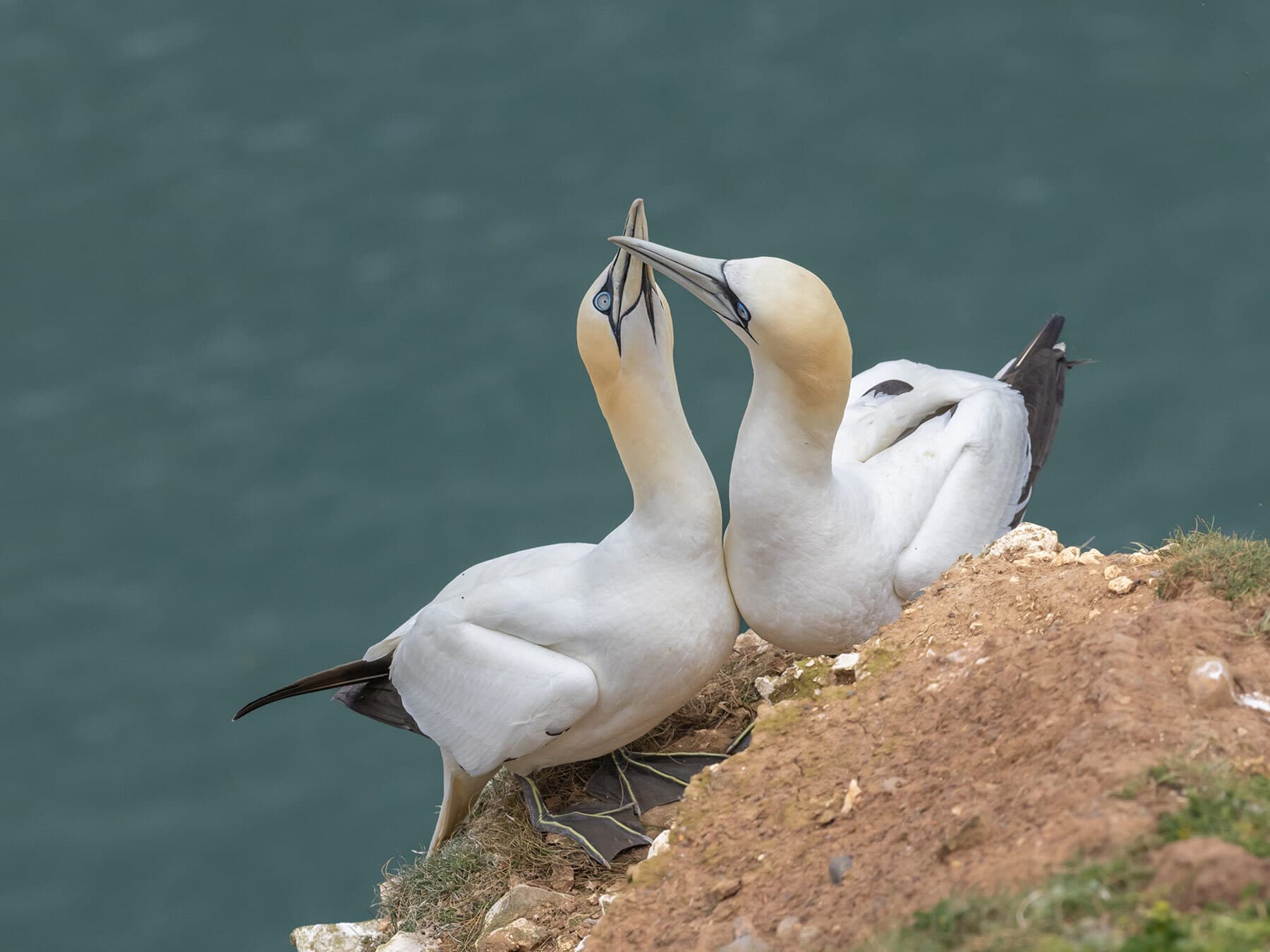 A pair of Gannets greeting one another at Bempton Cliffs, UK