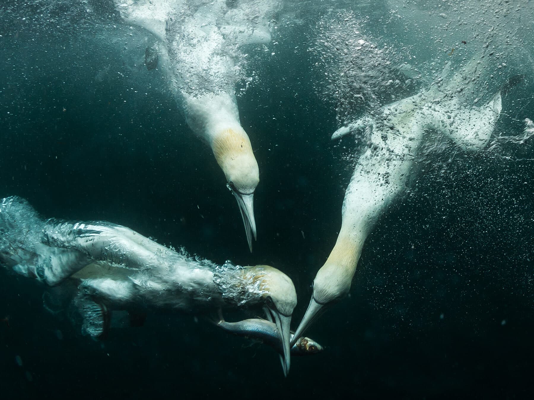 Three gannets hunting fish under the water