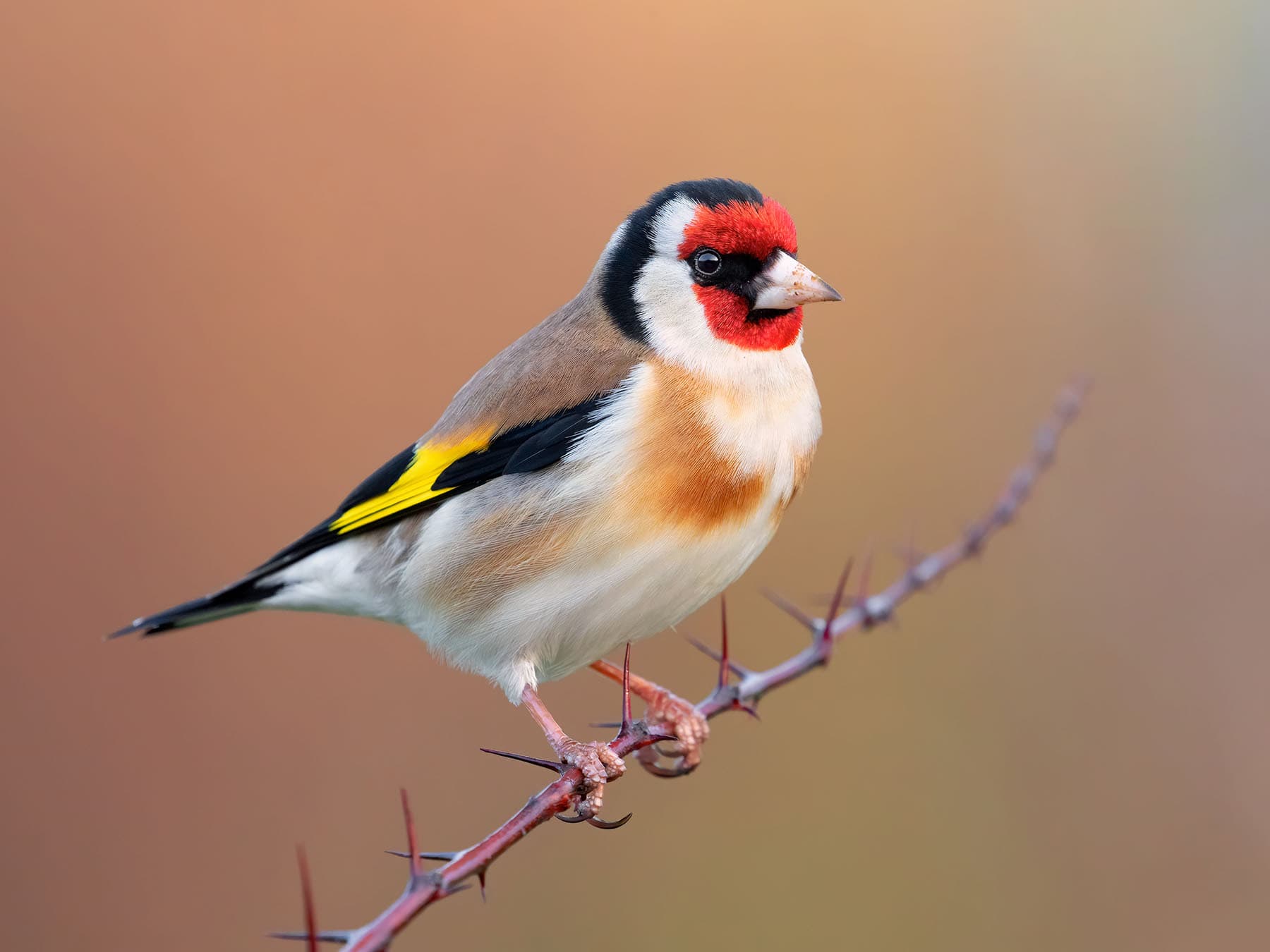 23 Common Garden Birds in the UK (Full Guide with Pictures) | Birdfact