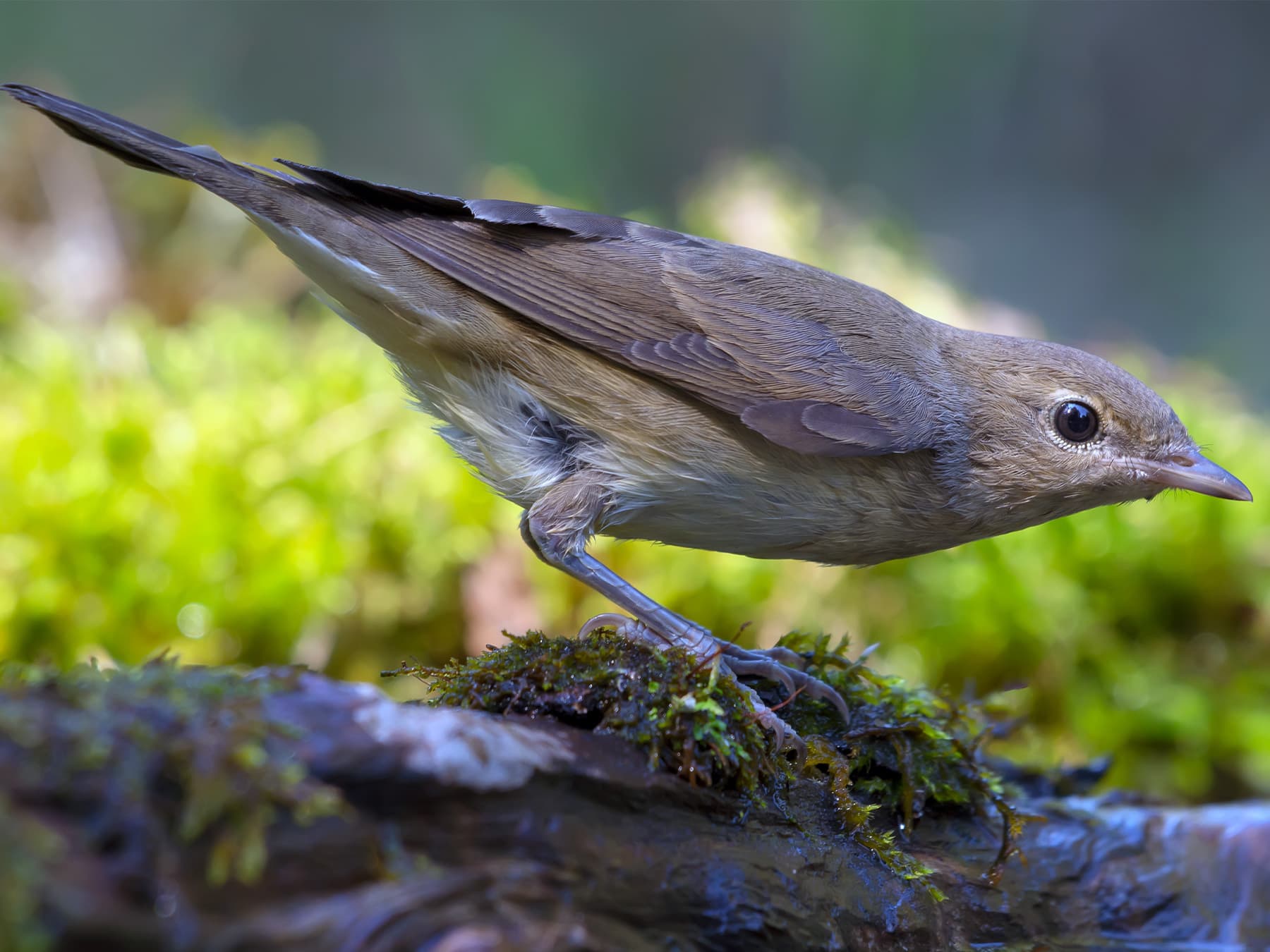 Garden Warbler foraging on mossy ground