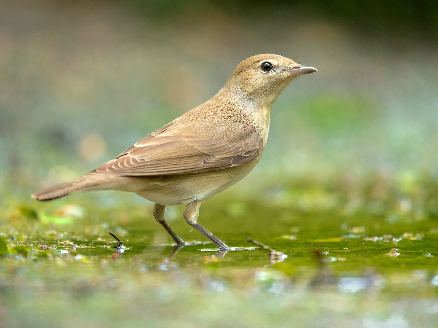 Garden Warbler in natural habitat