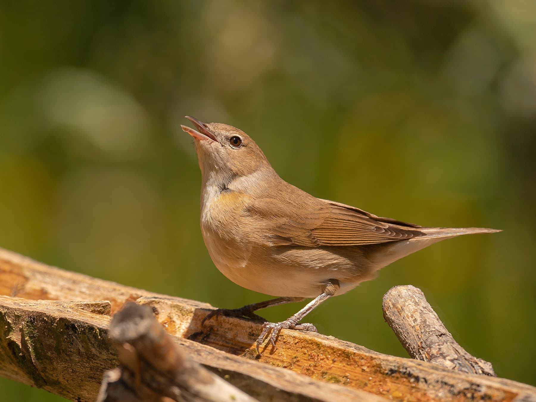 Garden Warbler in song
