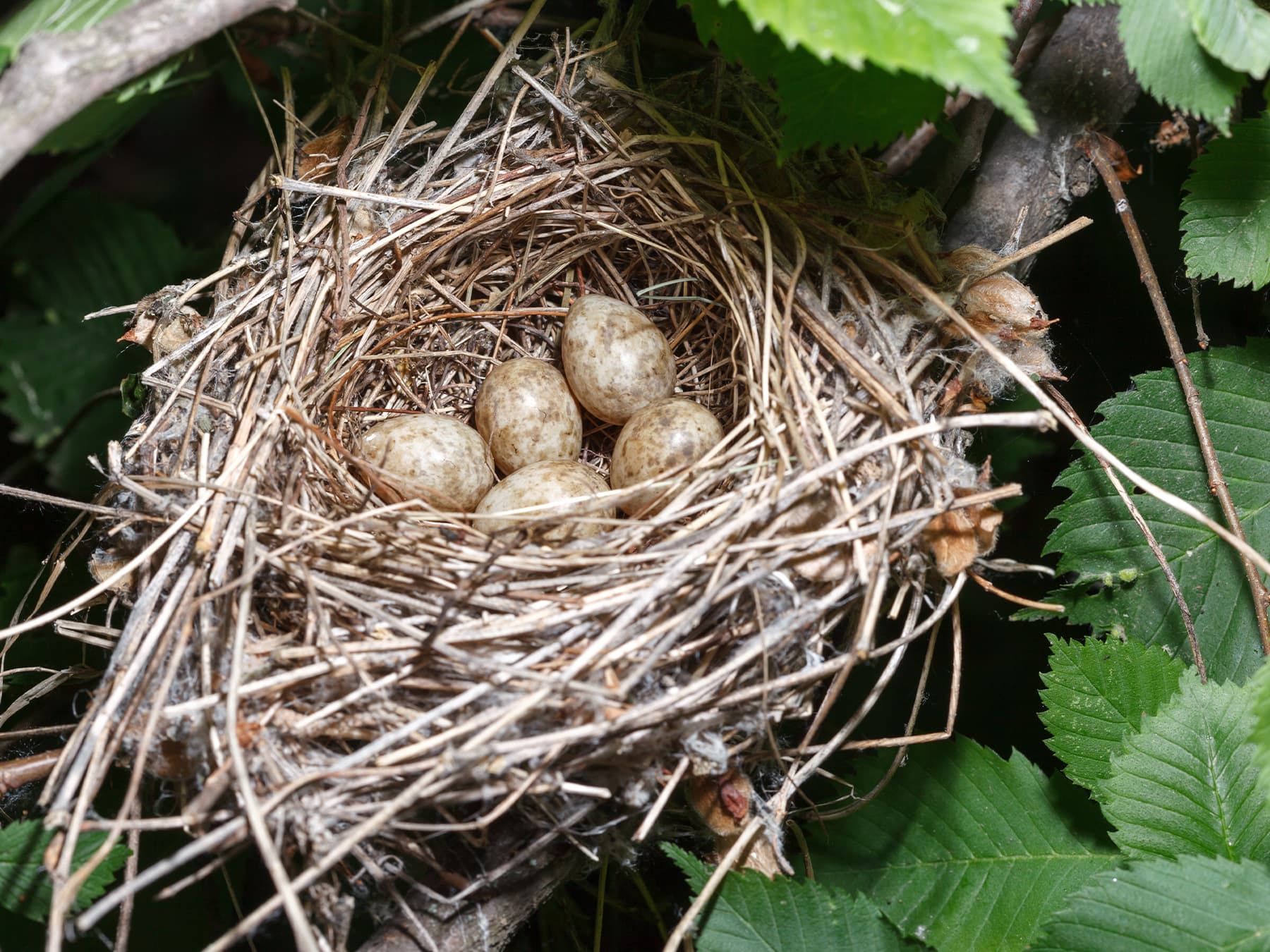Nest of a Garden Warbler with five eggs