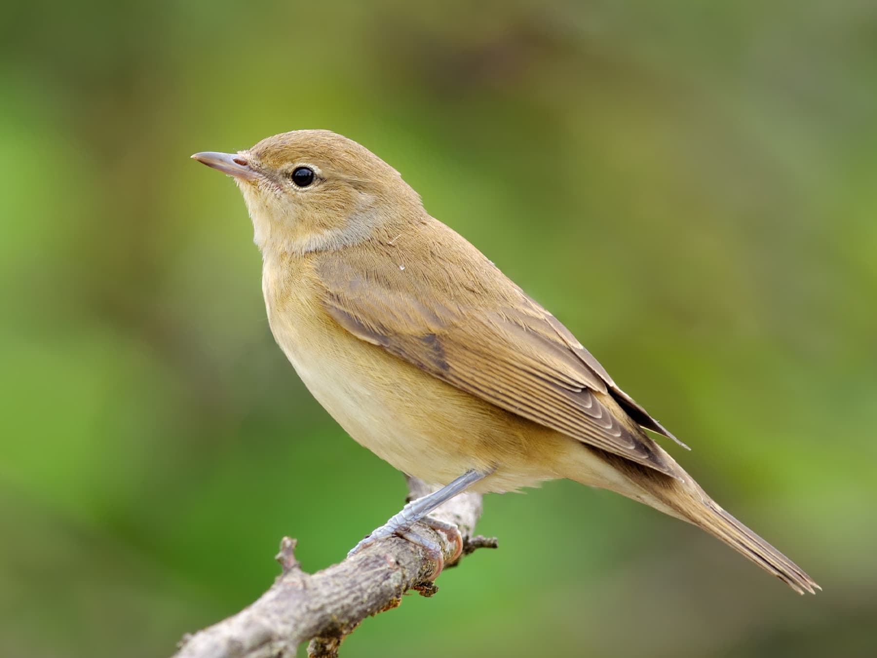 Garden Warbler perching on a branch