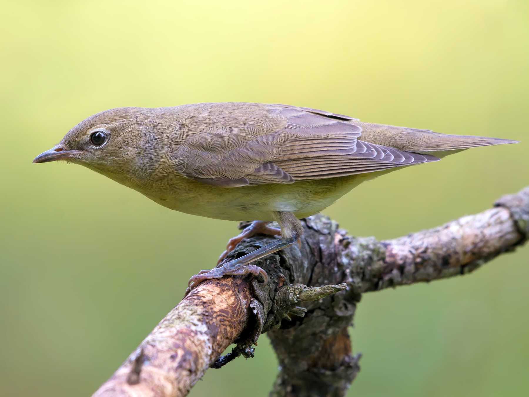 Garden Warbler on look-out