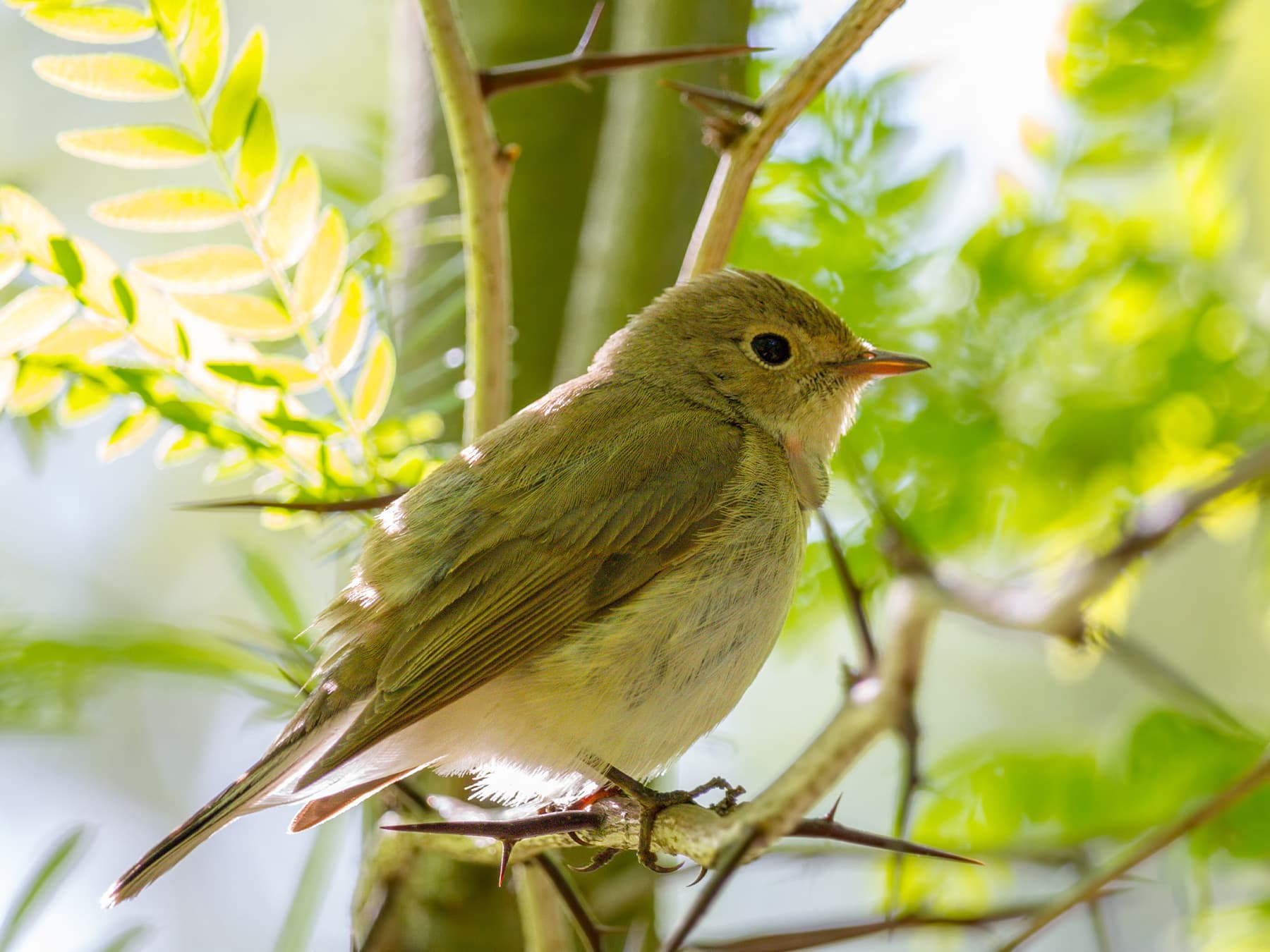 Garden Warbler perching on a honey locust branch
