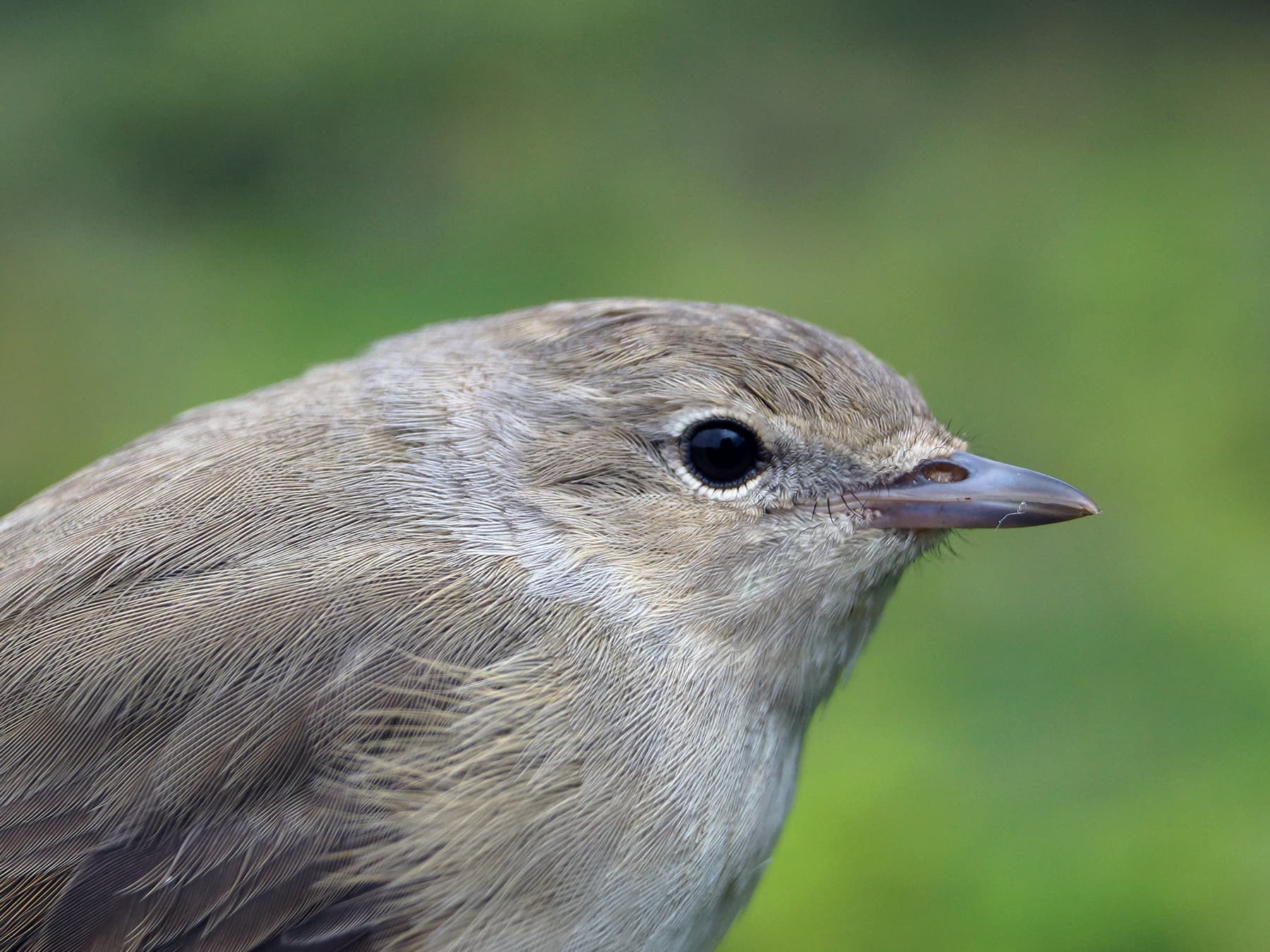 Portrait of a Garden Warbler
