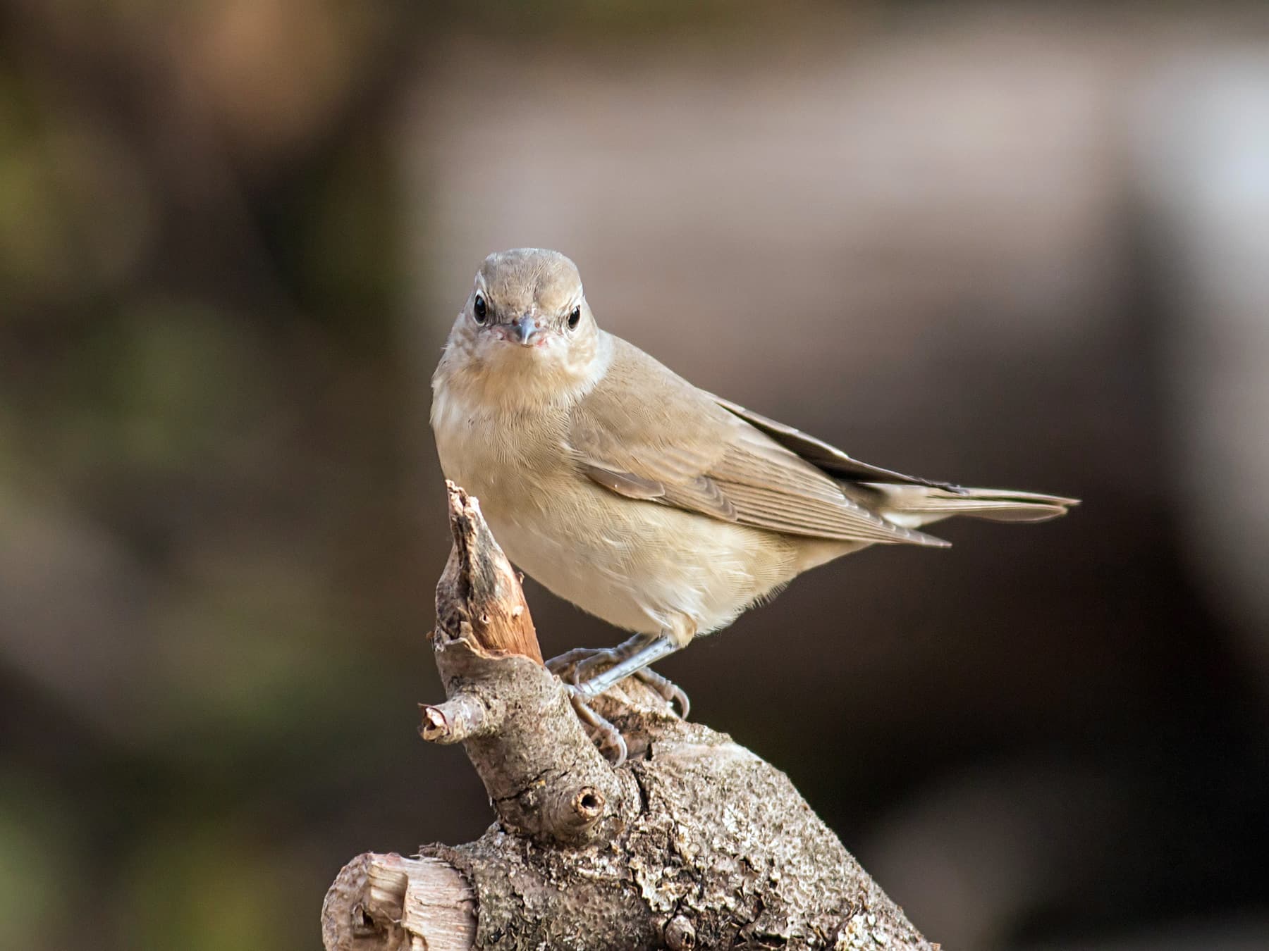 Garden Warbler perched on a broken branch
