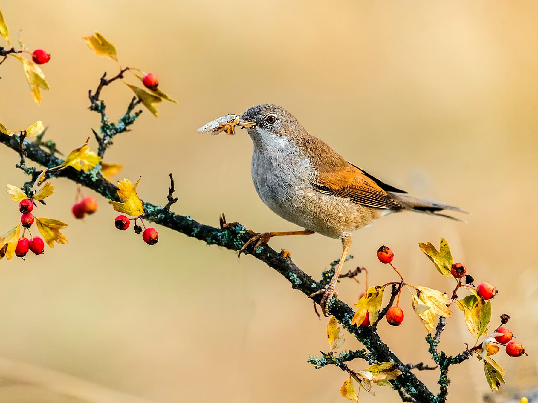 Garden Warbler with its beak full of insects