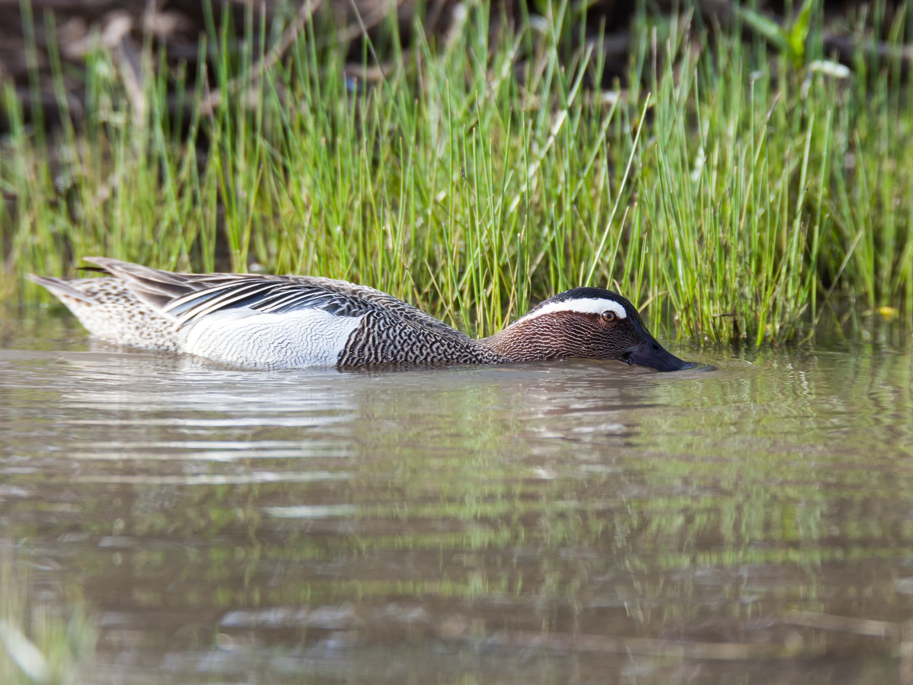 Garganey foraging for food on the waters surface