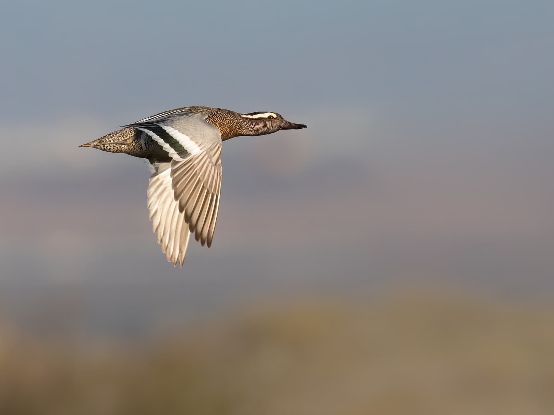 Garganey in flight