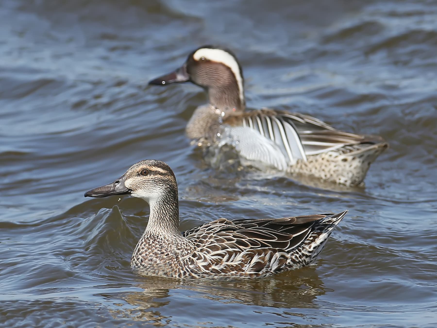 Pair of Garganeys, female foreground, male background