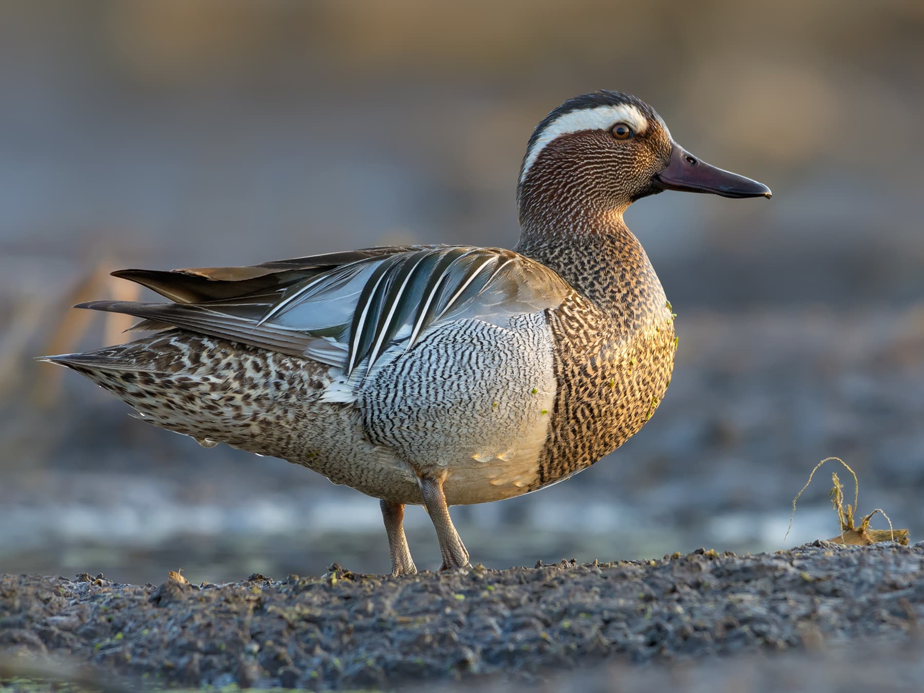 Garganey standing on the muddy riverbank