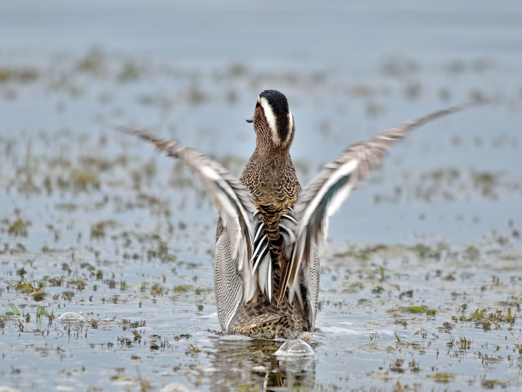 Garganey on the water stretching its wings